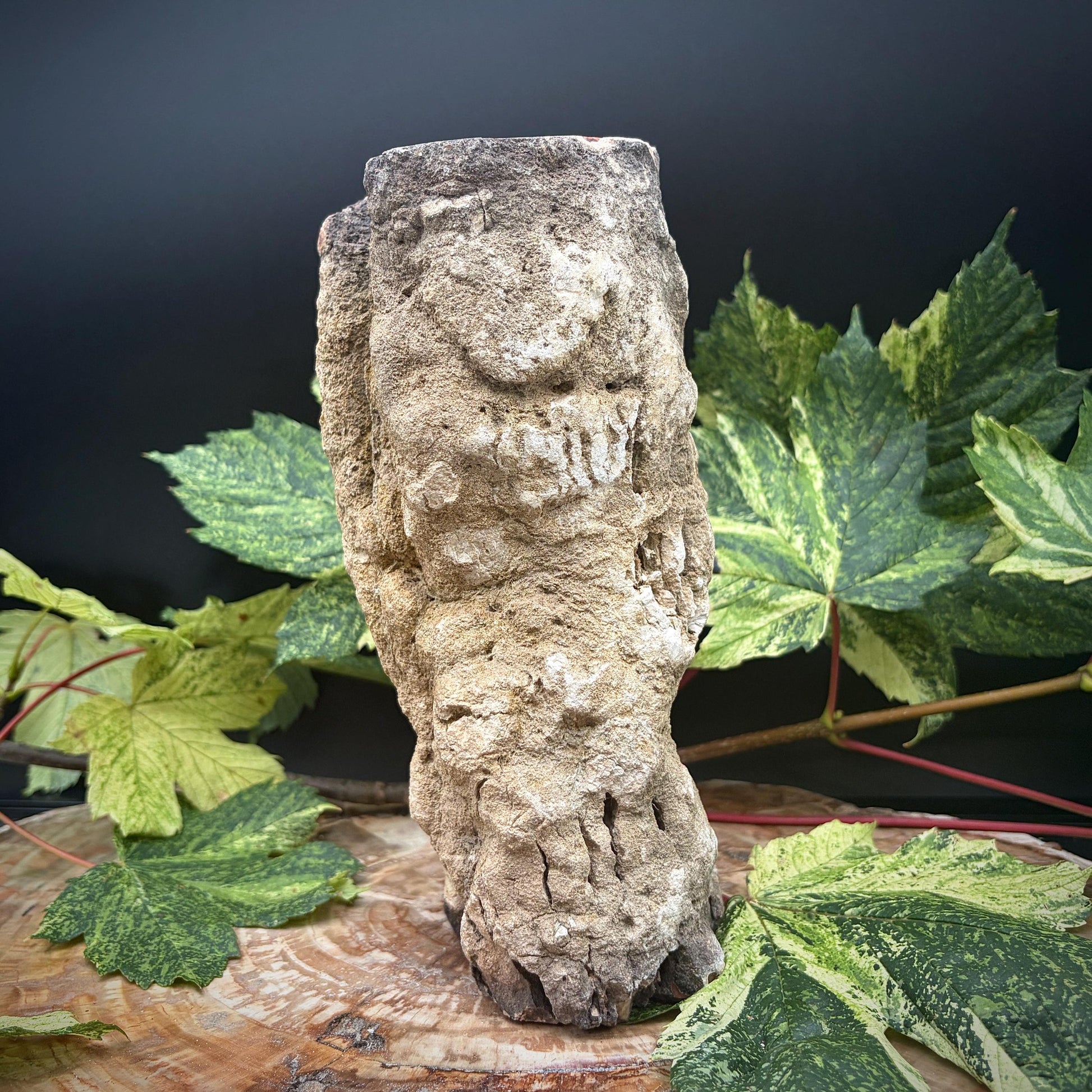 Petrified wood for distinctive natural interiors