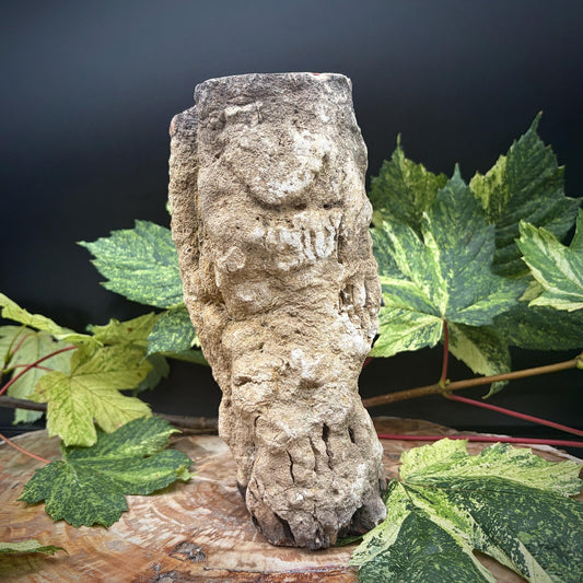 Petrified wood for distinctive natural interiors