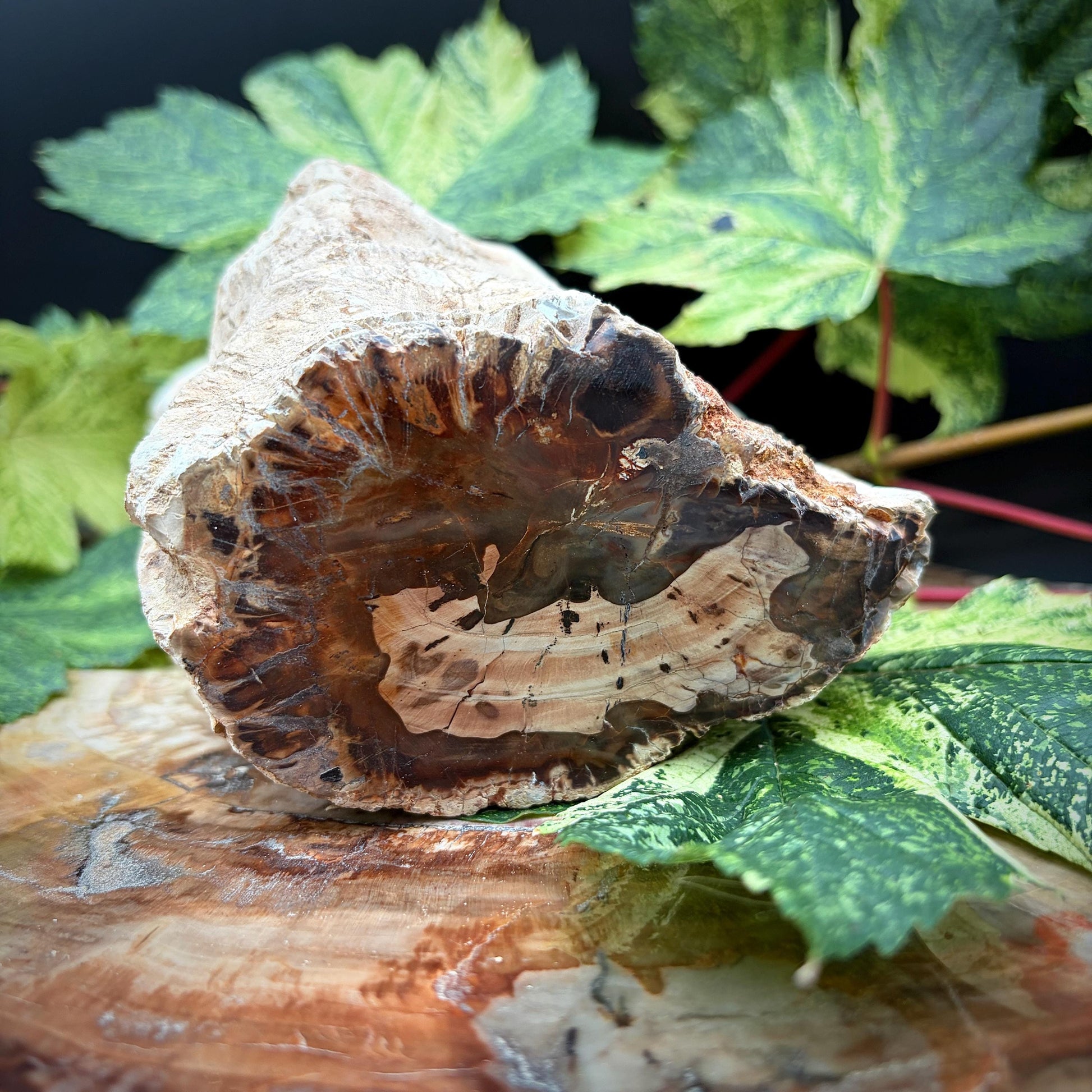 Petrified wood displayed as a natural home decor object