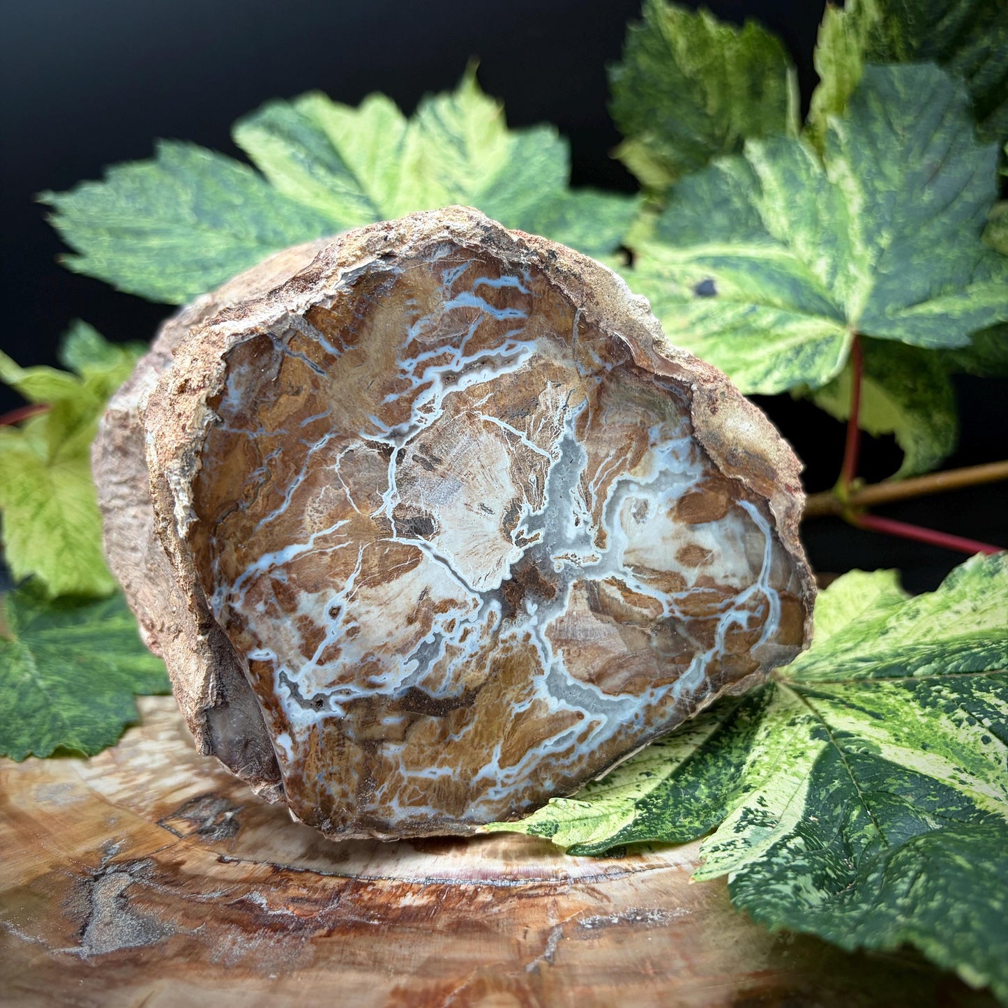 Petrified wood stump displayed as a natural stone sculpture