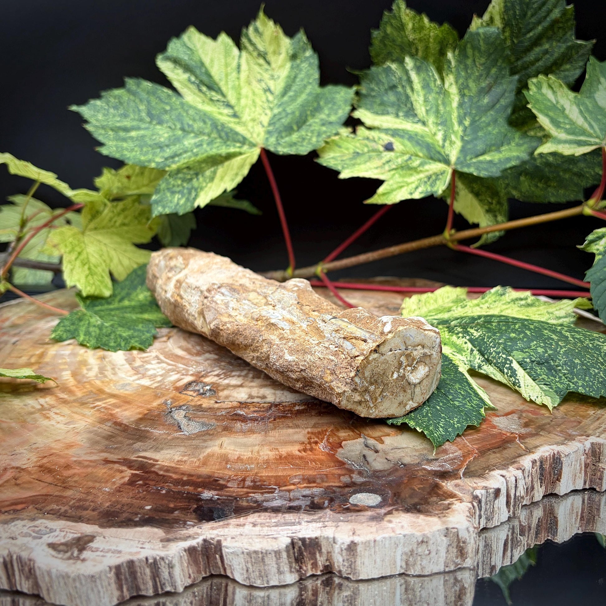 Petrified wood with polished natural growth-ring patterns
