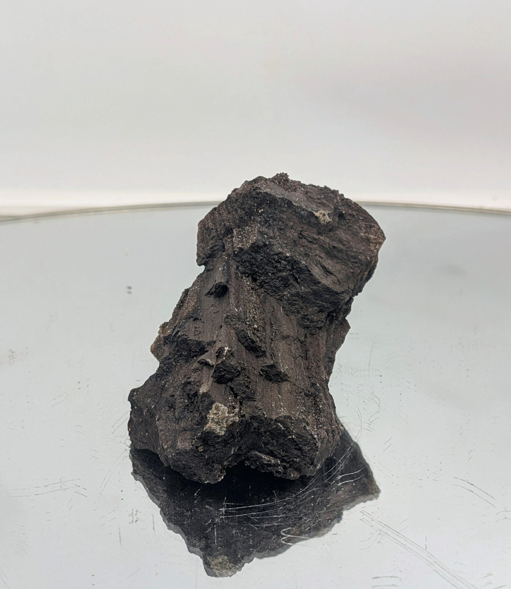 Stunning fossilized wood with sparkling quartz druzy, perfect decor.
