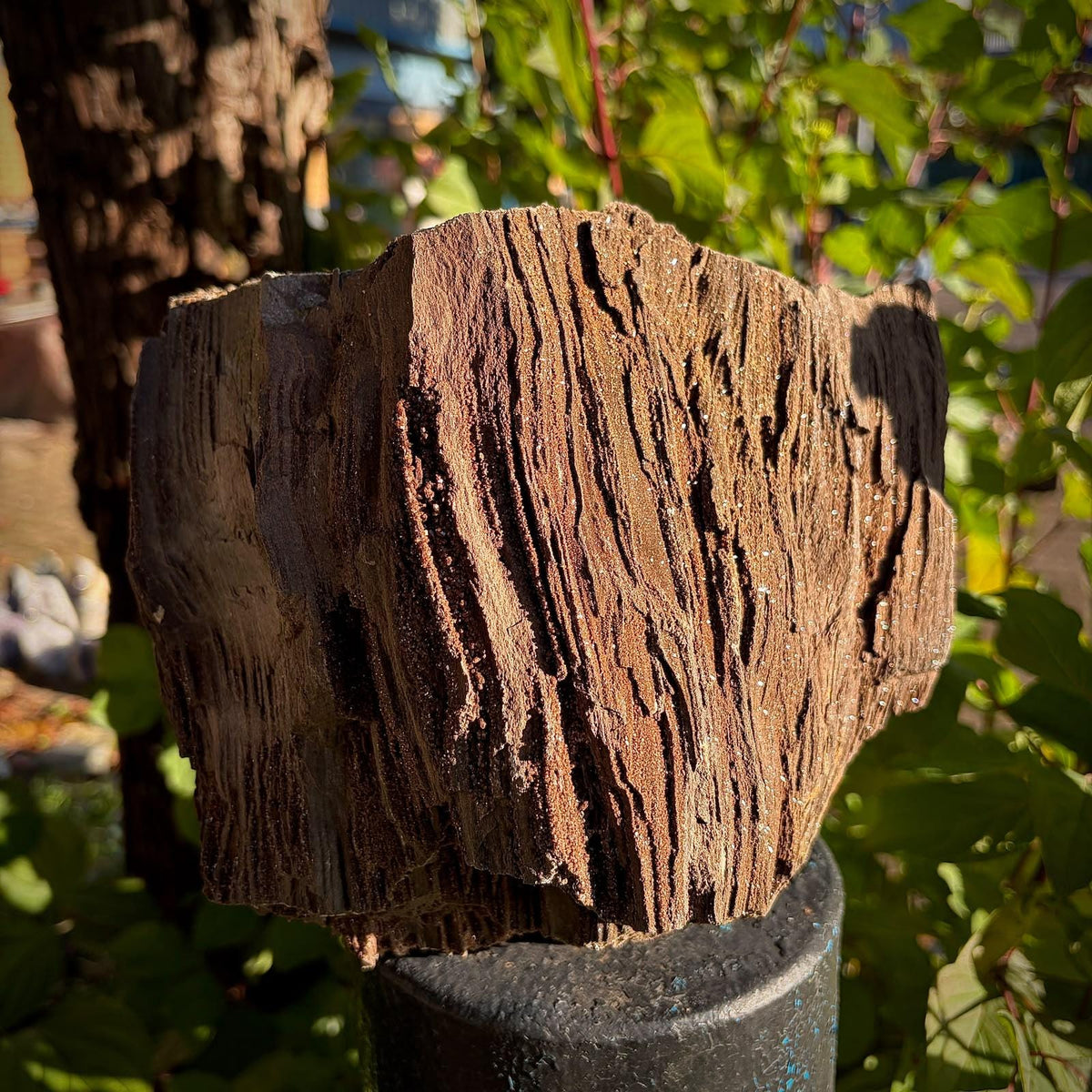 Close-up of permineralised wood showing the contrast between fossilised material and Quartz mineral formations.