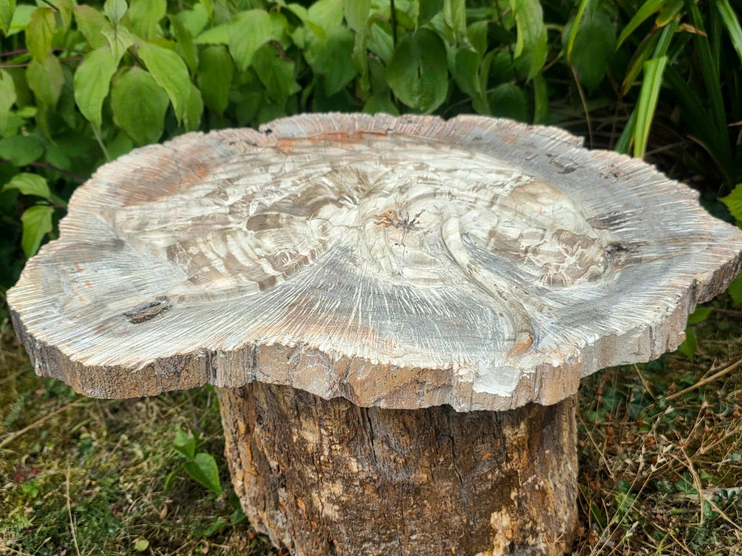 Natural fossil wood cobra sculpture for collectors