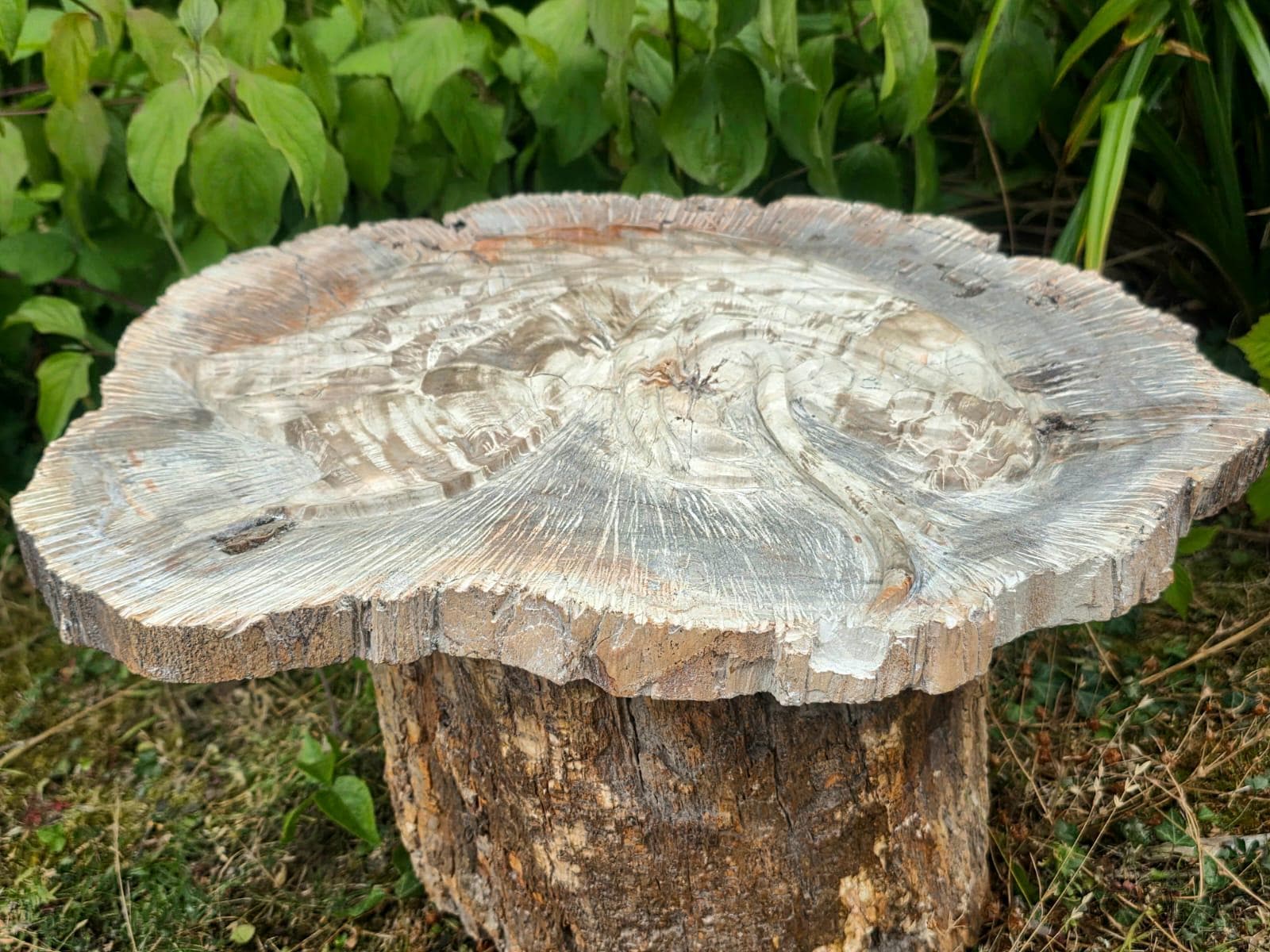 Natural fossil wood cobra sculpture for collectors