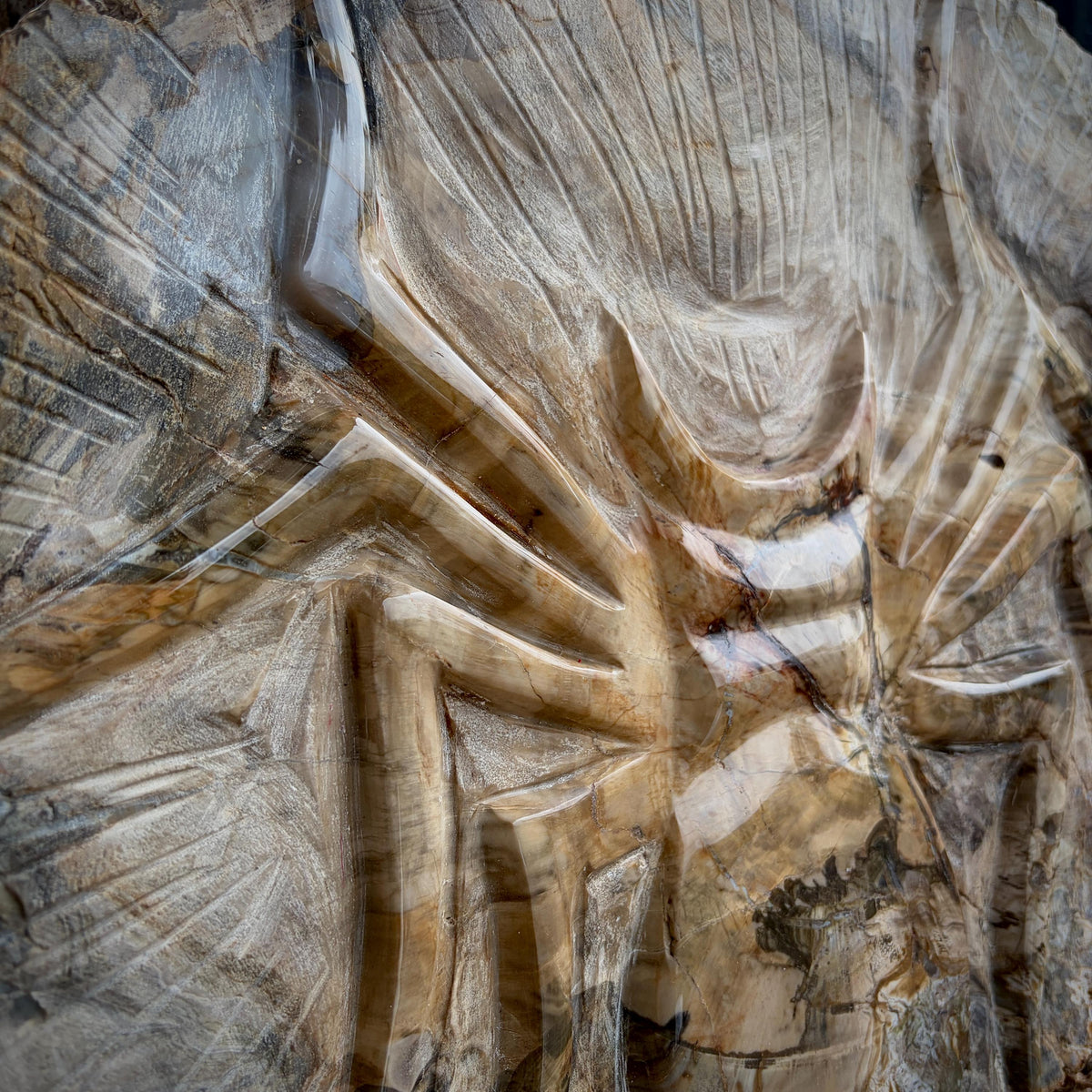 Rear view of the genuine petrified wood slice showing its natural fossil characteristics.