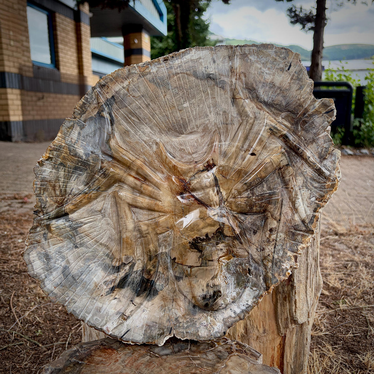 Large spider carving hand carved into a genuine petrified wood slice from Madagascar.