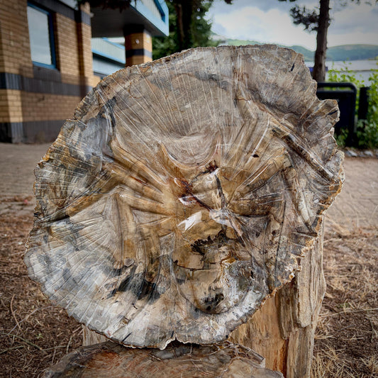 Large spider carving hand carved into a genuine petrified wood slice from Madagascar.