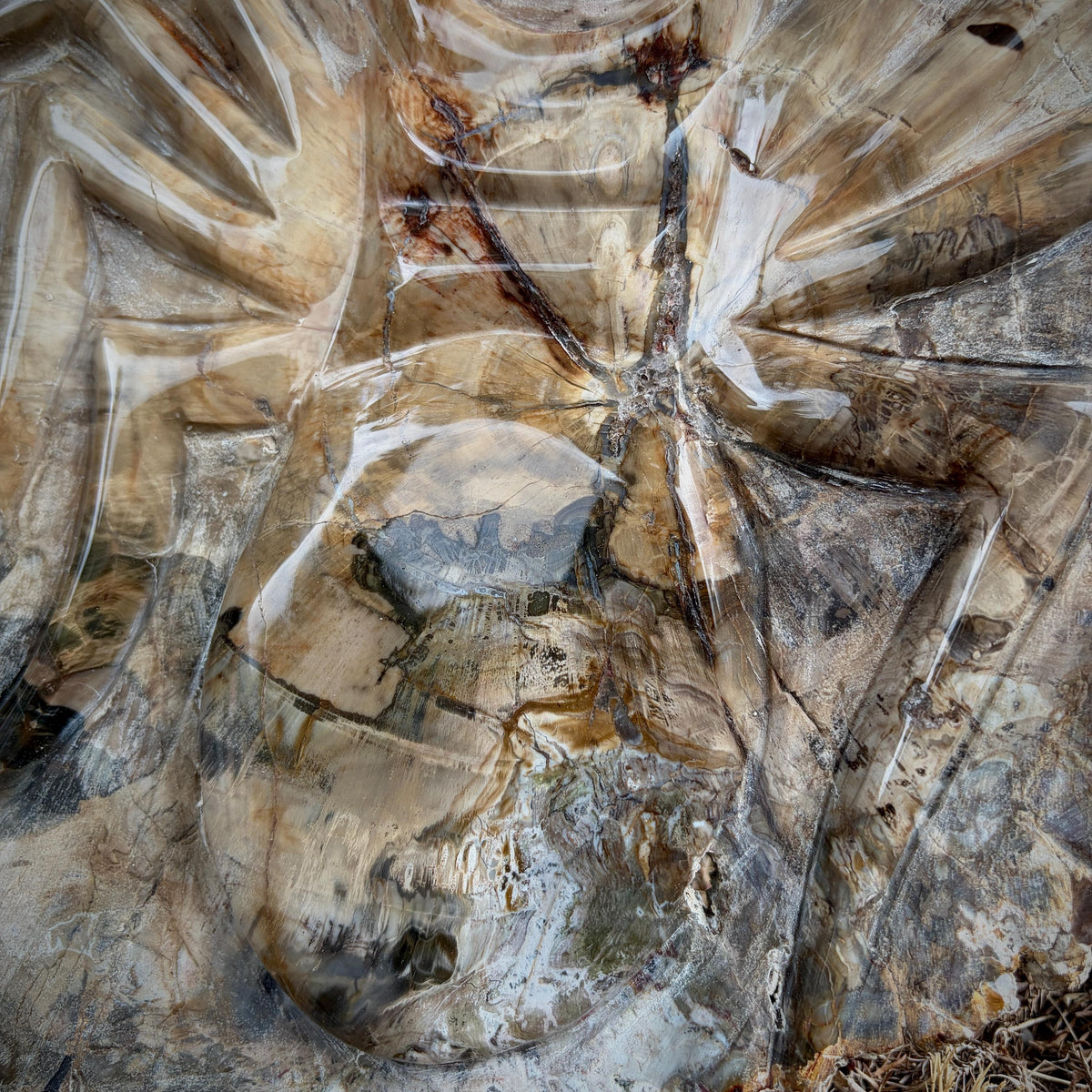 Hand-carved spider sculpture showcasing the natural patterns of genuine fossil wood.