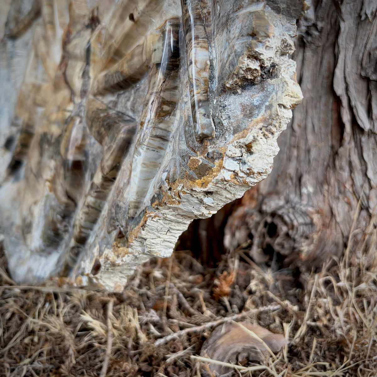 One-of-a-kind Madagascan petrified wood spider carving for rustic and gothic interiors.
