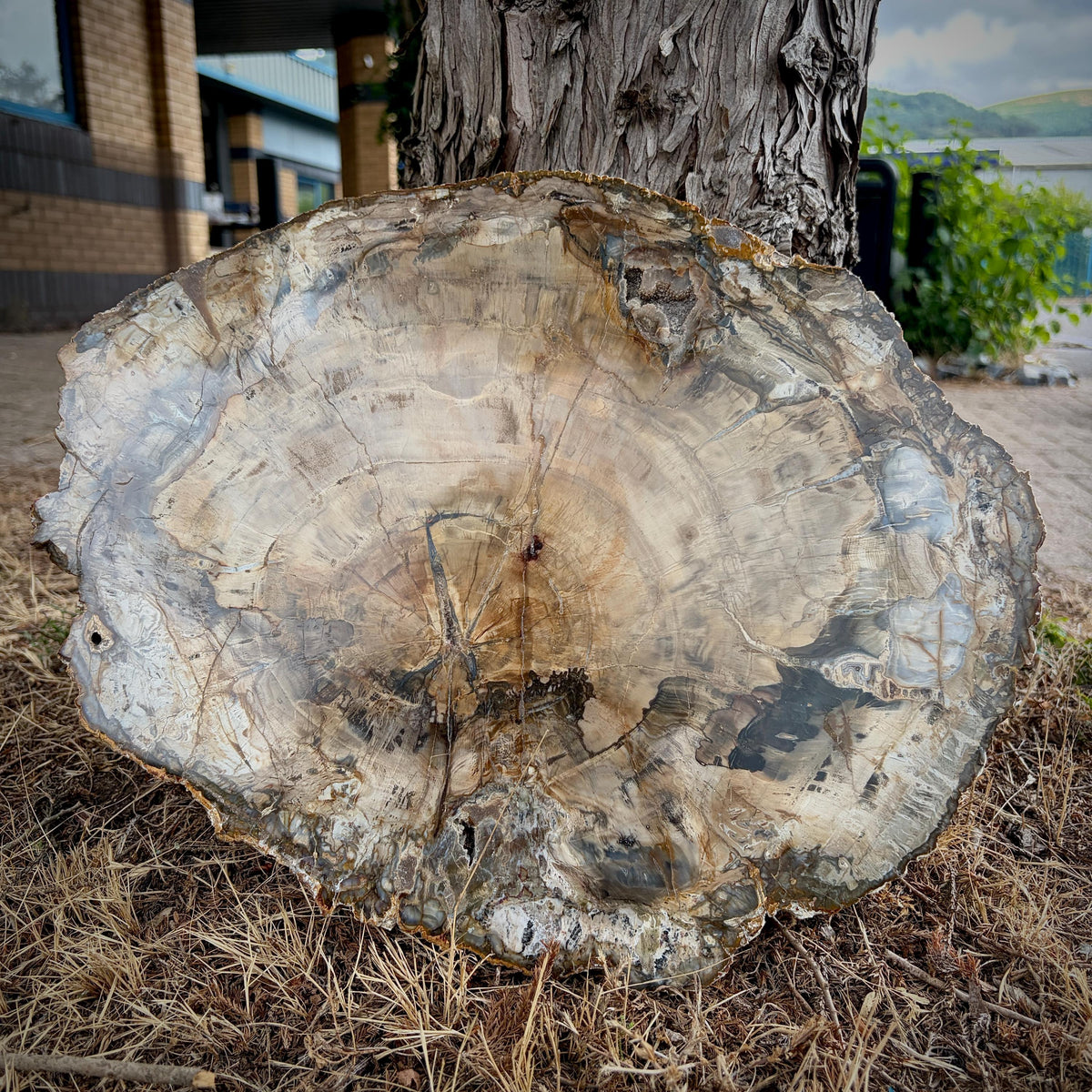 Large 5kg petrified wood spider carving shown beside a measuring tape to demonstrate its impressive size.
