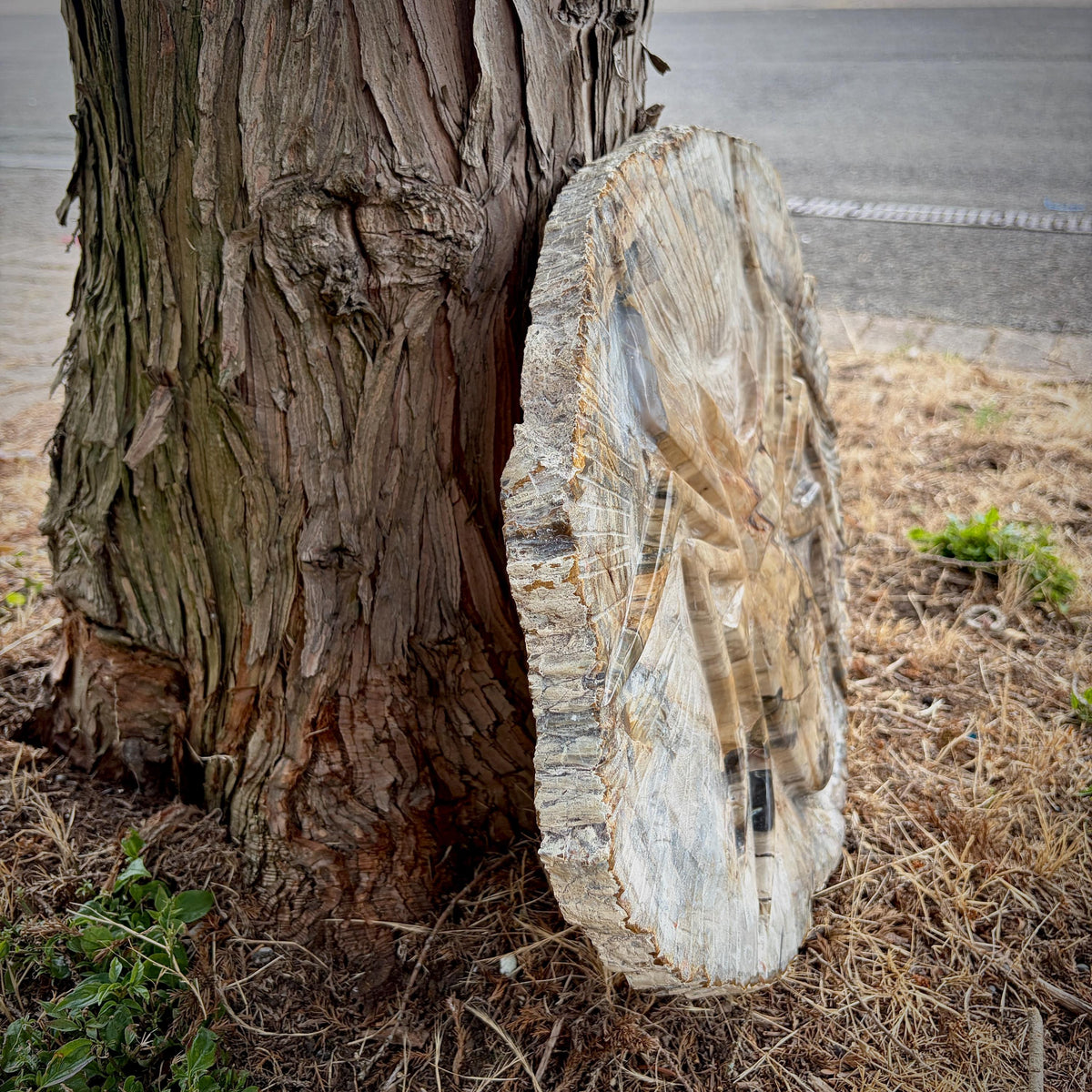 Side view of the petrified wood spider carving displaying its polished finish and natural edge.