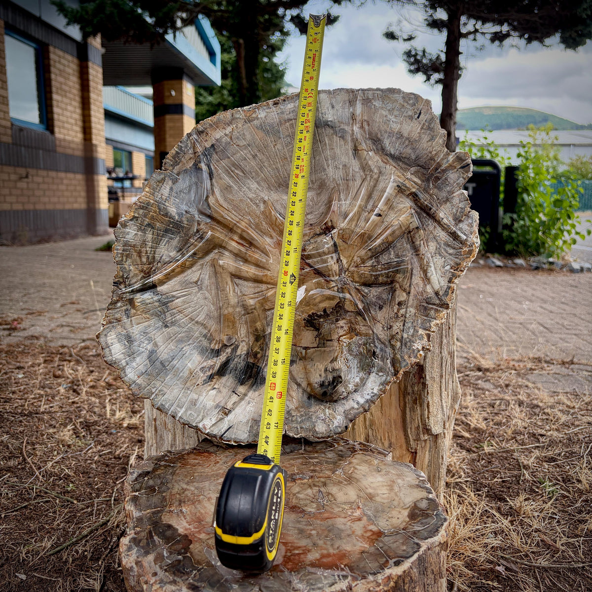 Front view of a one-of-a-kind petrified wood spider carving with natural fossil wood grain.