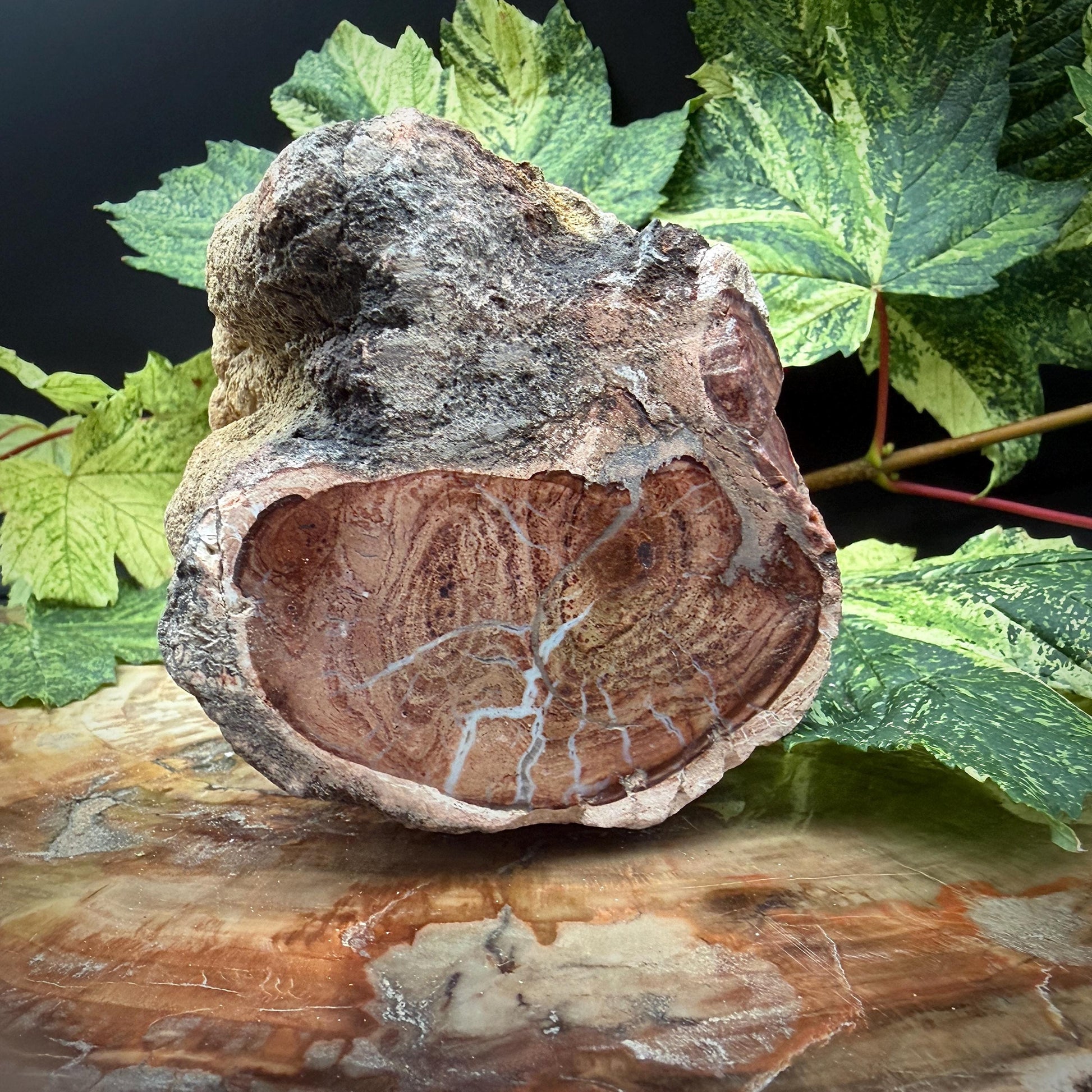 Petrified wood statement natural object