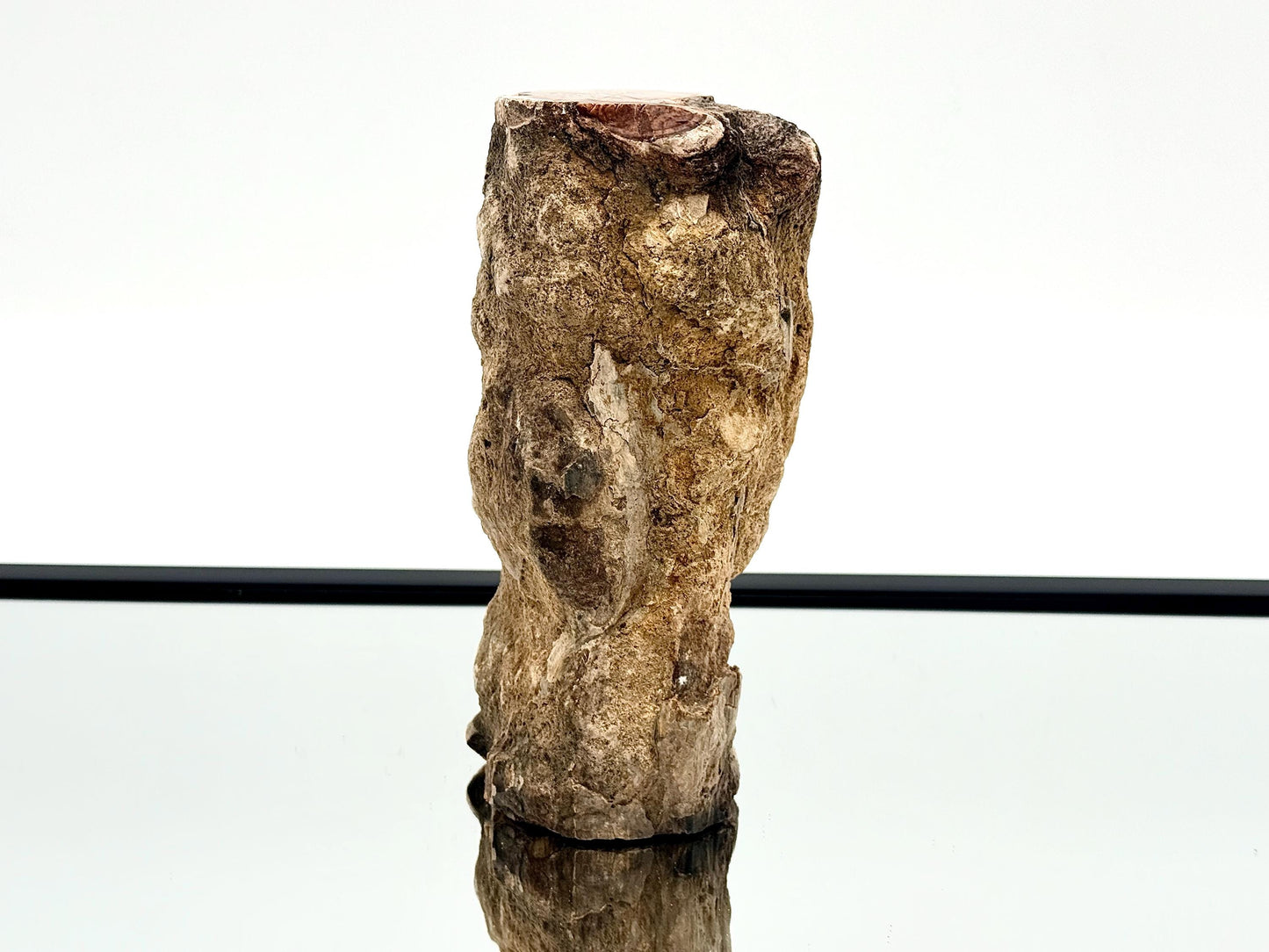 Petrified wood stump fossil specimen