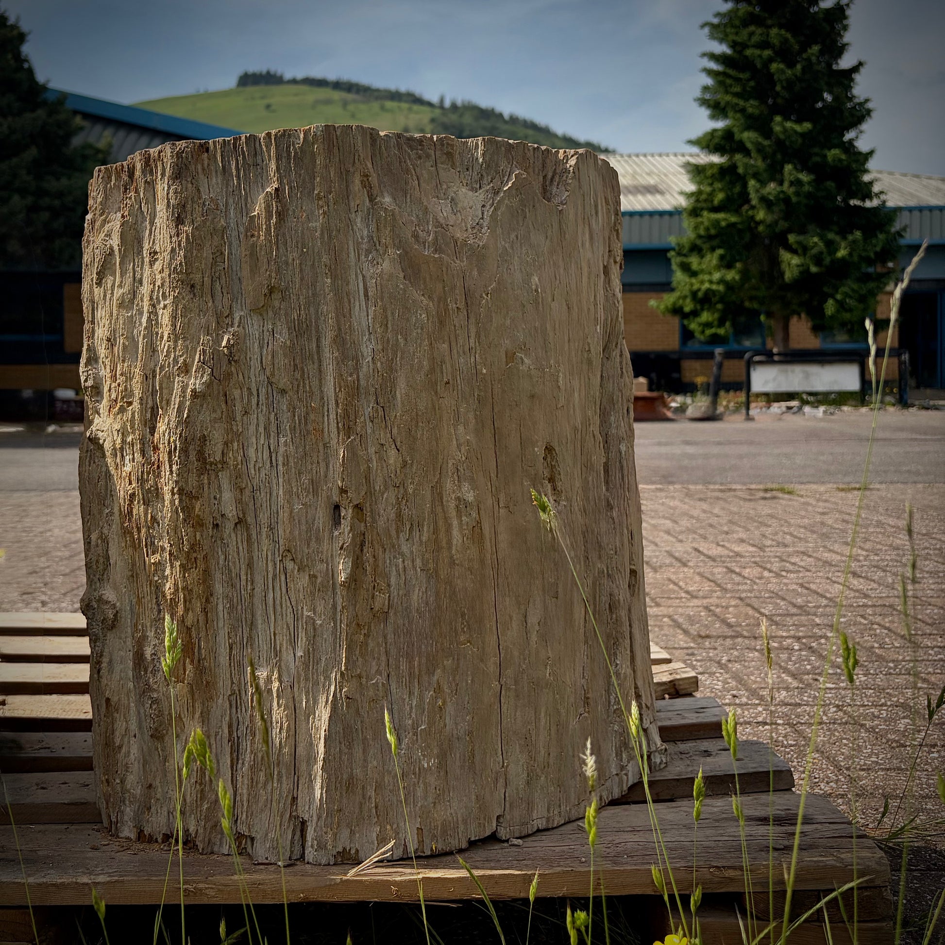 XL petrified wood landscape feature for natural garden and outdoor styling