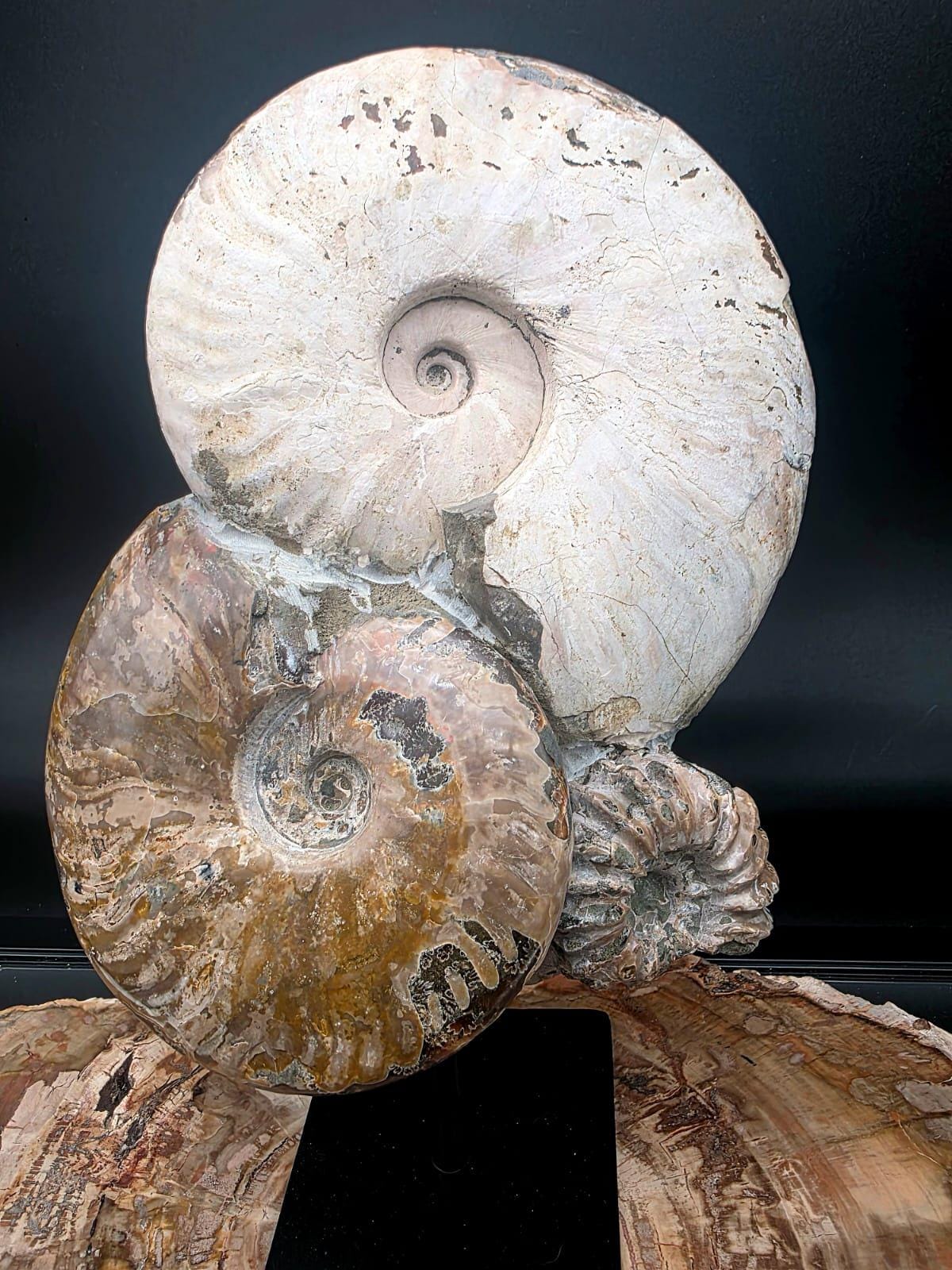 Collector-quality ammonite fossil sculpture displaying genuine spiral fossil formations.