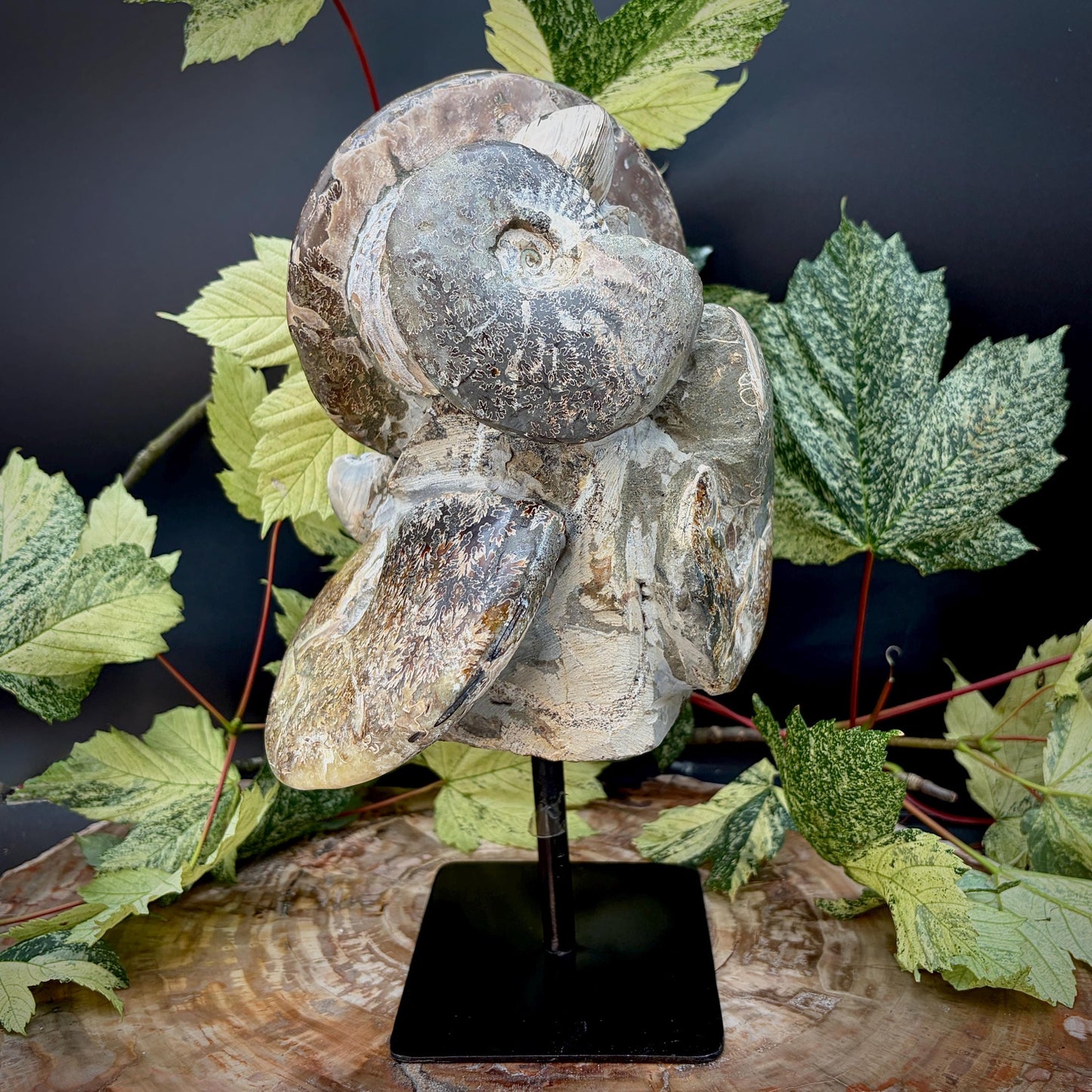 Polished ammonite fossil sculpture showcasing natural pattern