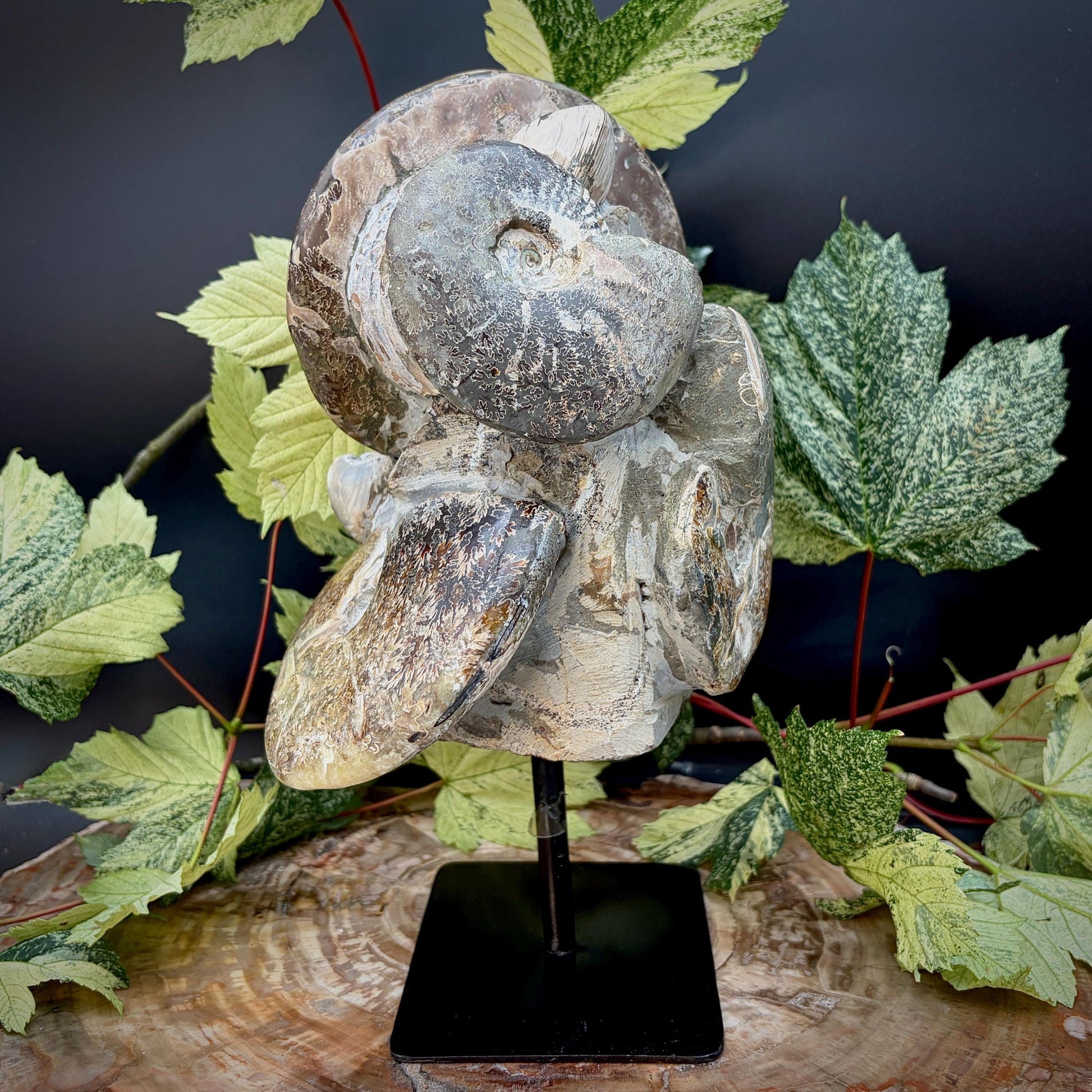 Polished ammonite fossil sculpture showcasing natural pattern