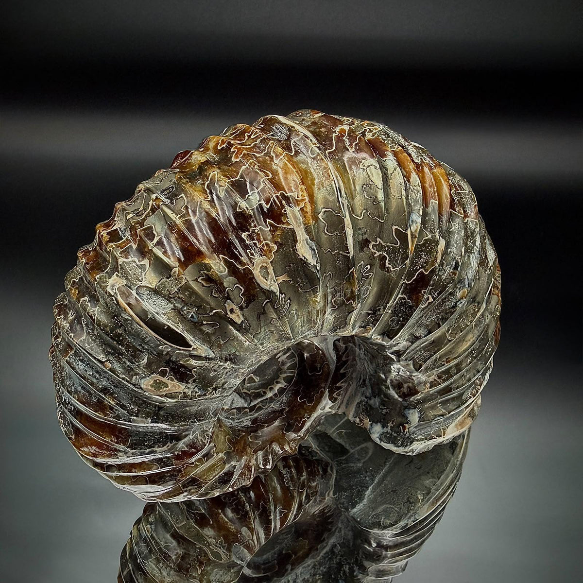 Polished Douvilleiceras ammonite displayed as a sculptural piece of prehistoric natural art.