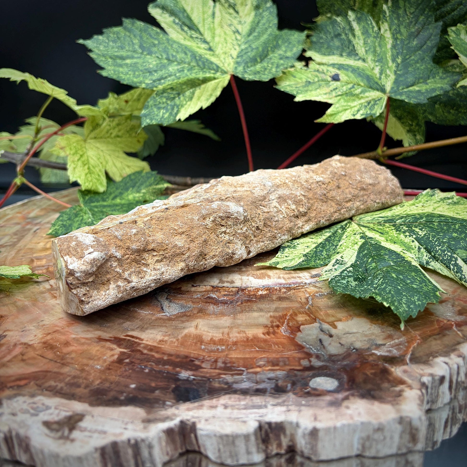 Polished fossilised wood geological specimen