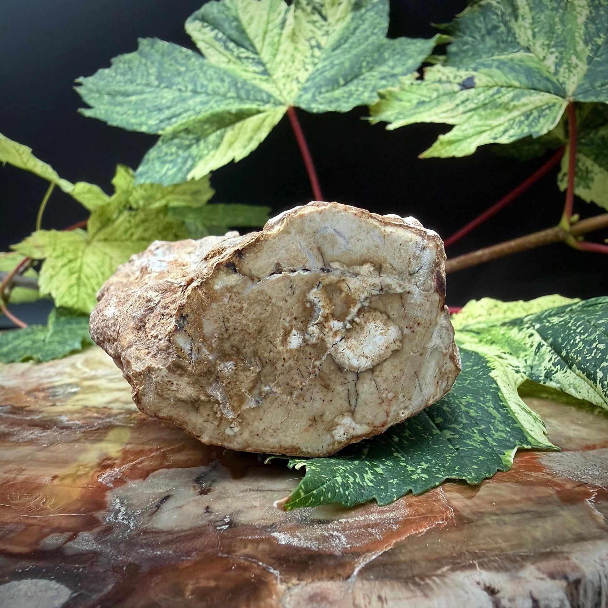 Polished petrified wood stump natural fossil specimen