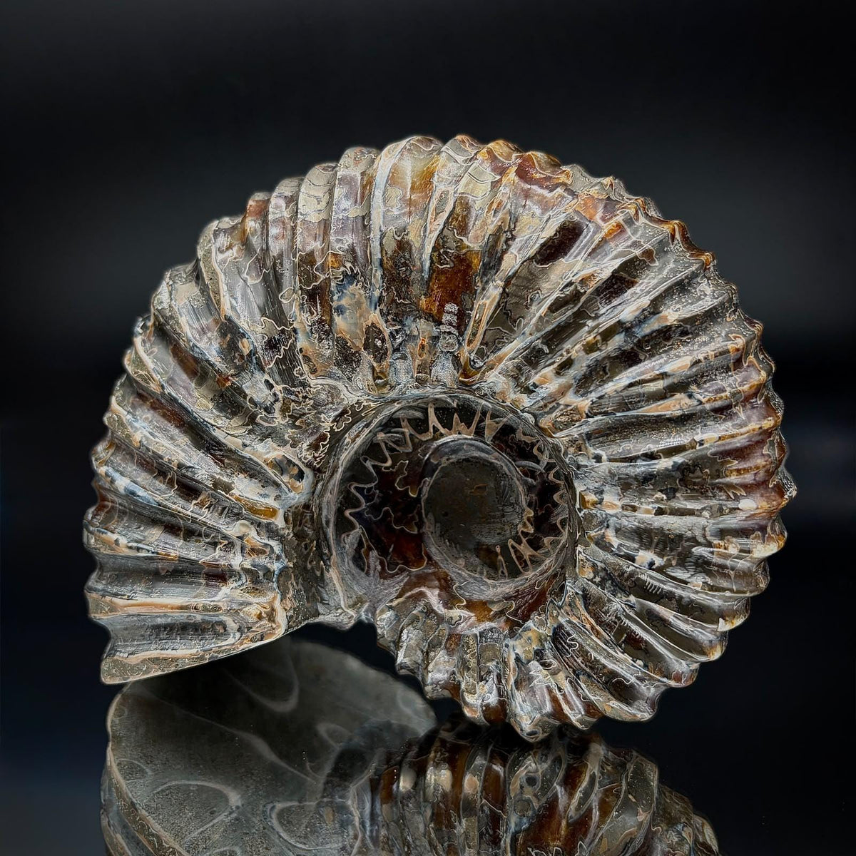 Prehistoric natural art ammonite fossil with earthy tones, intricate patterning and natural pyrite.