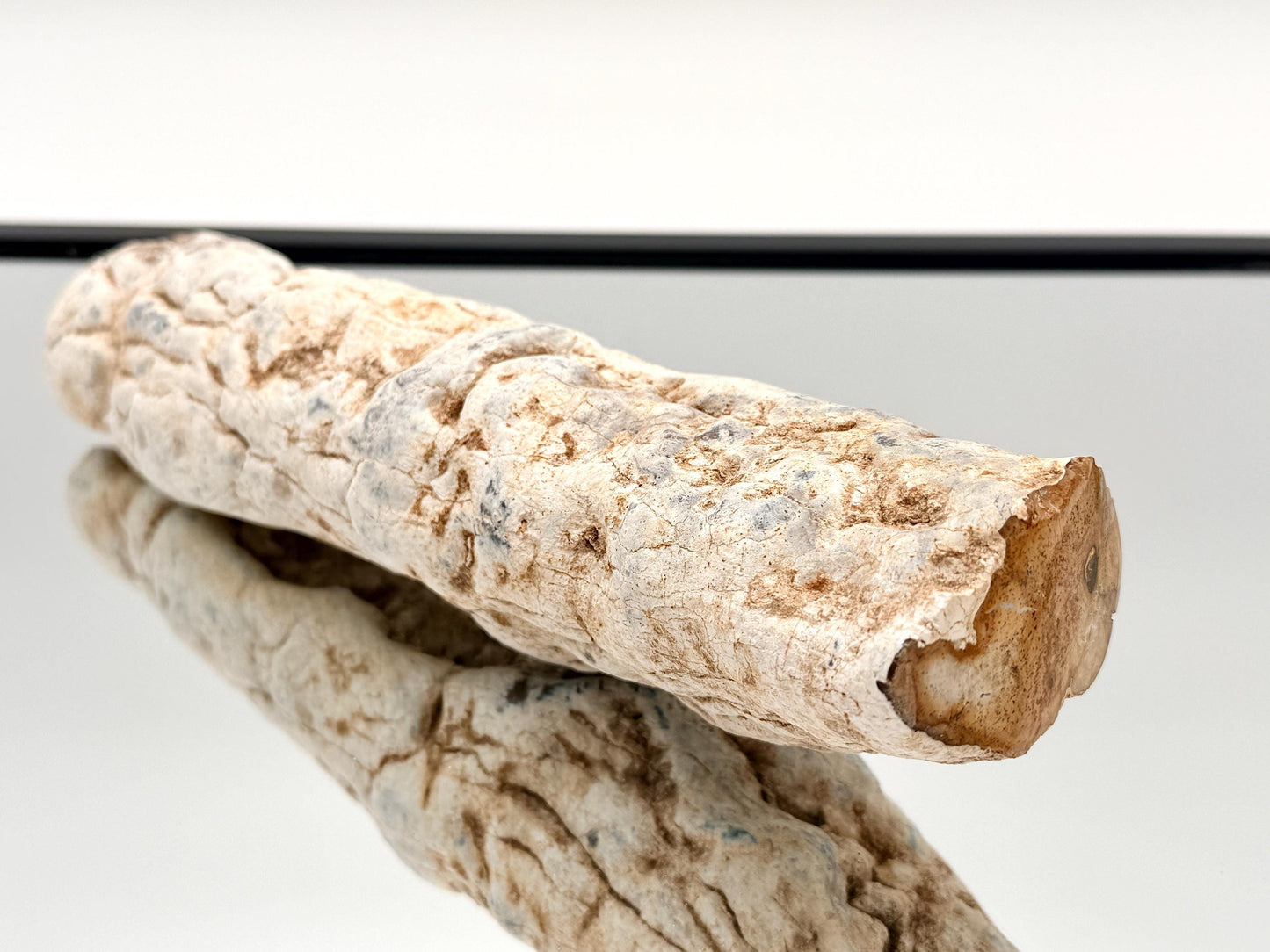 Prehistoric fossil wood branch for display