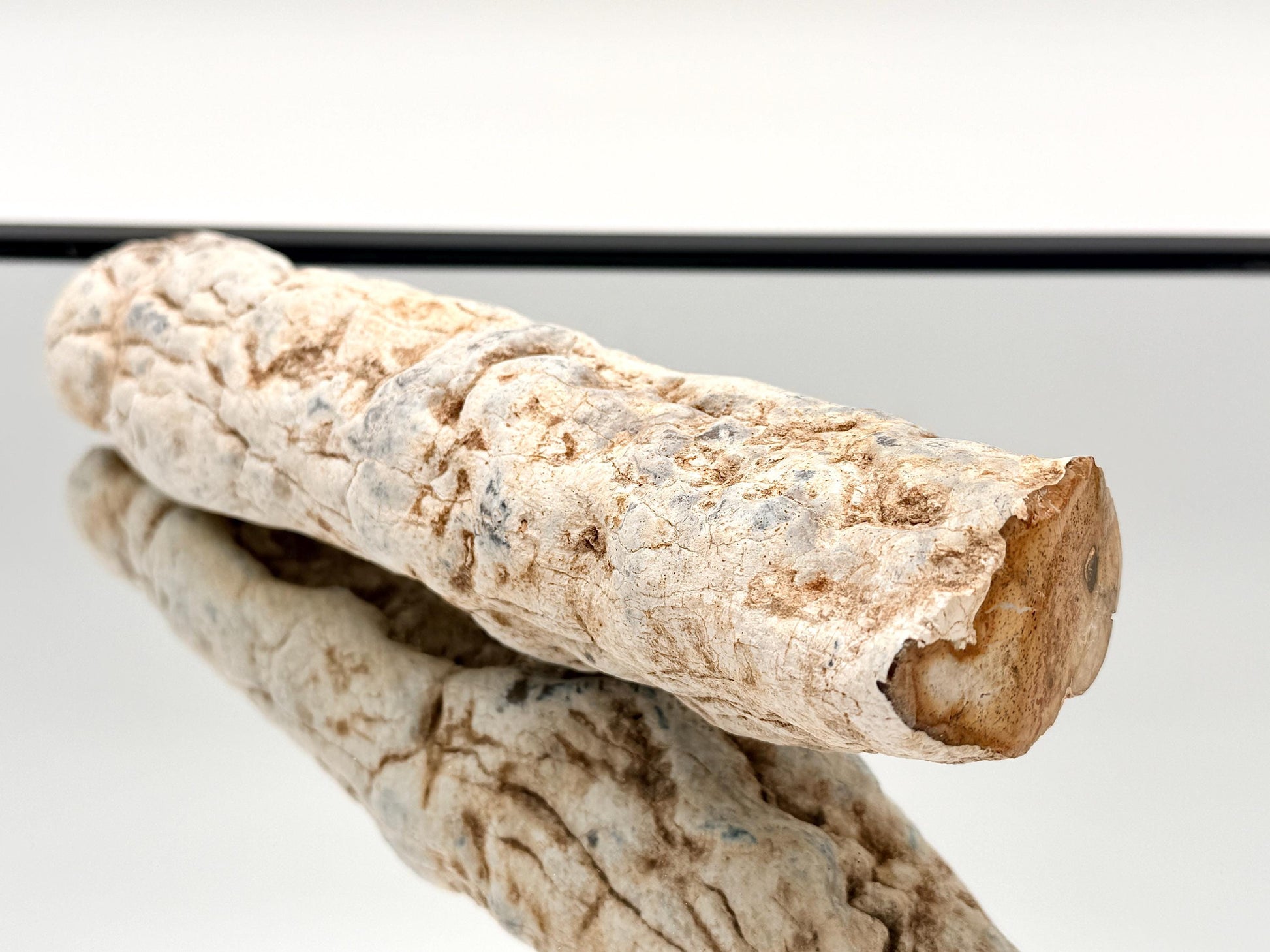 Prehistoric fossil wood branch for display