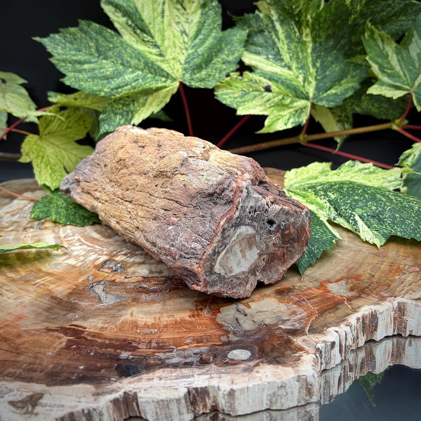 Ancient wood stump preserved as a stone fossil