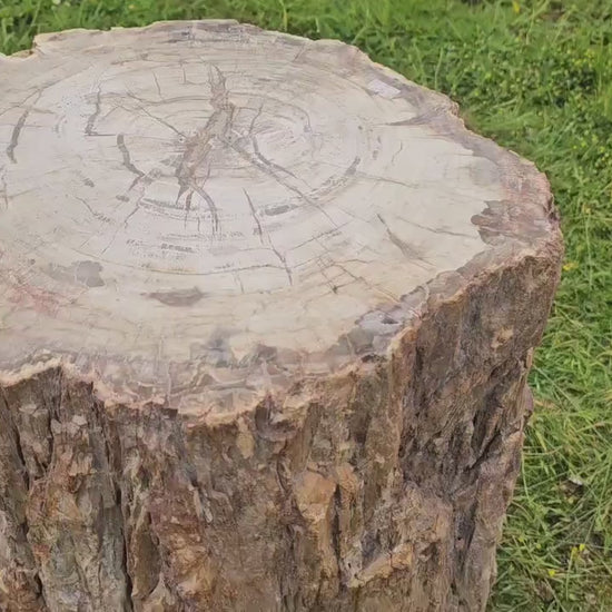 fossil wood for sale