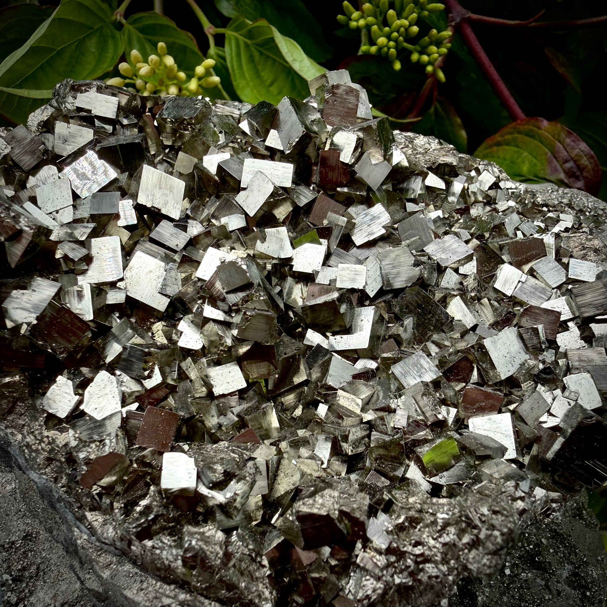 Close-up of multi-faceted geometric cubic hexahedron crystal formations on a raw Pyrite specimen.