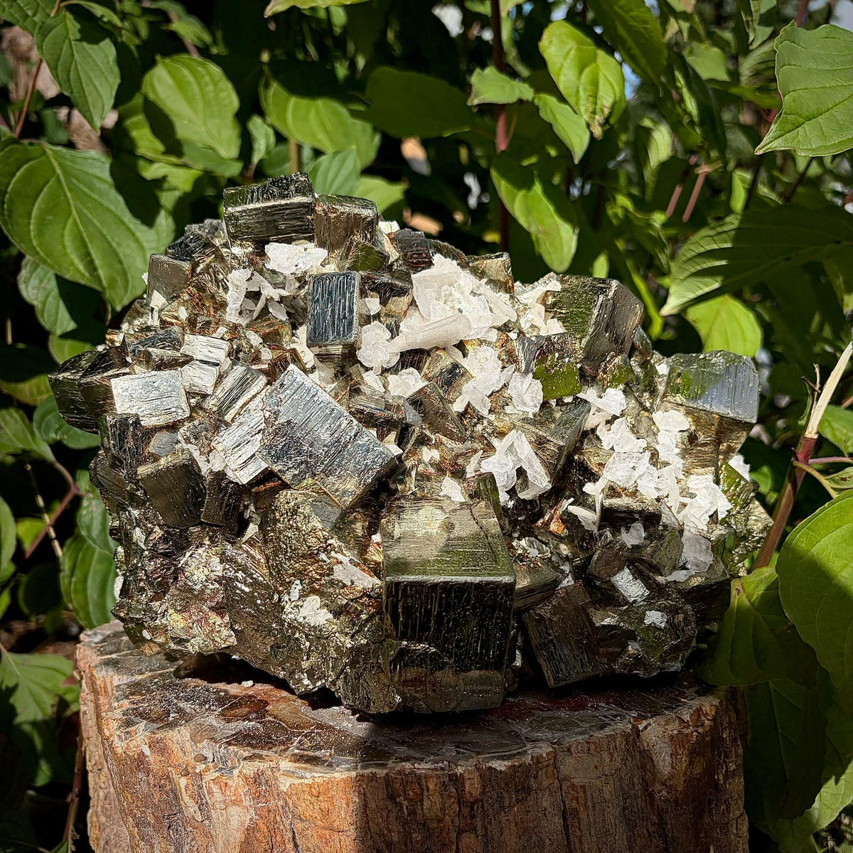 Cubic Pyrite with natural Mangano Calcite crystals