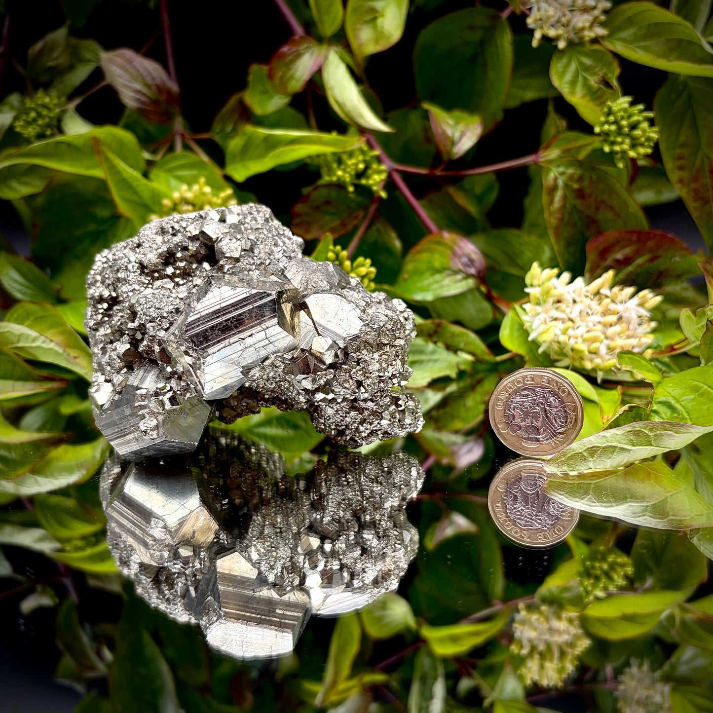 High-lustre brass-gold Pyrite cluster displayed on a mirrored surface next to pound coin.
