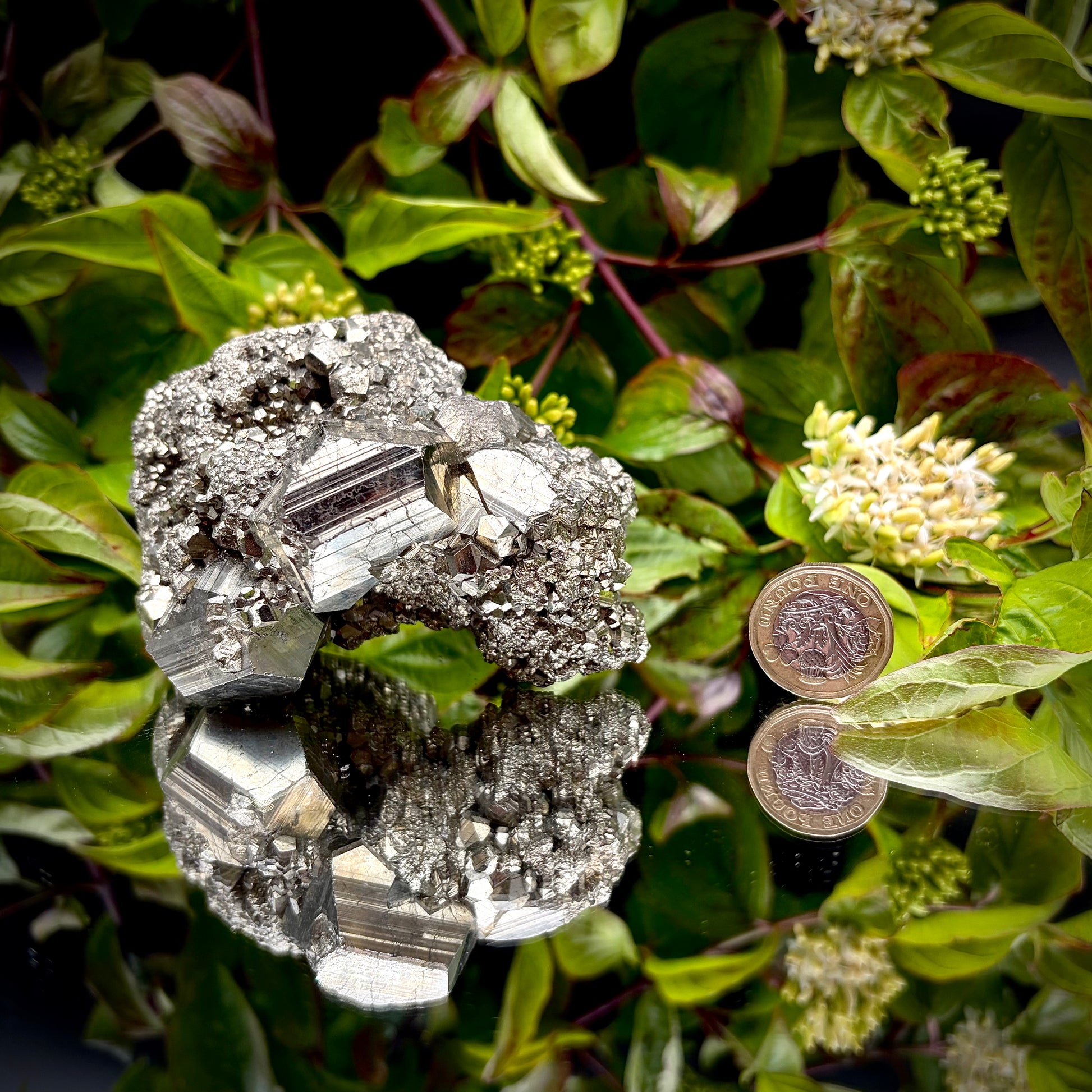 High-lustre brass-gold Pyrite cluster displayed on a mirrored surface next to pound coin.