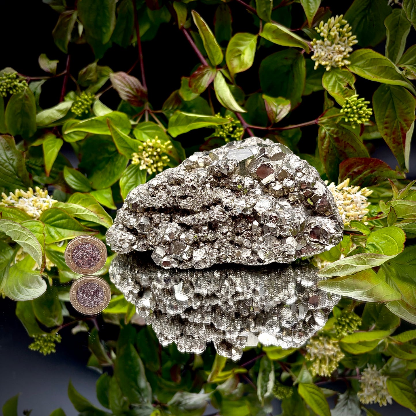 A heavy, high-lustre brass-gold Pyrite cluster displayed on a mirrored surface next to a pound coin.