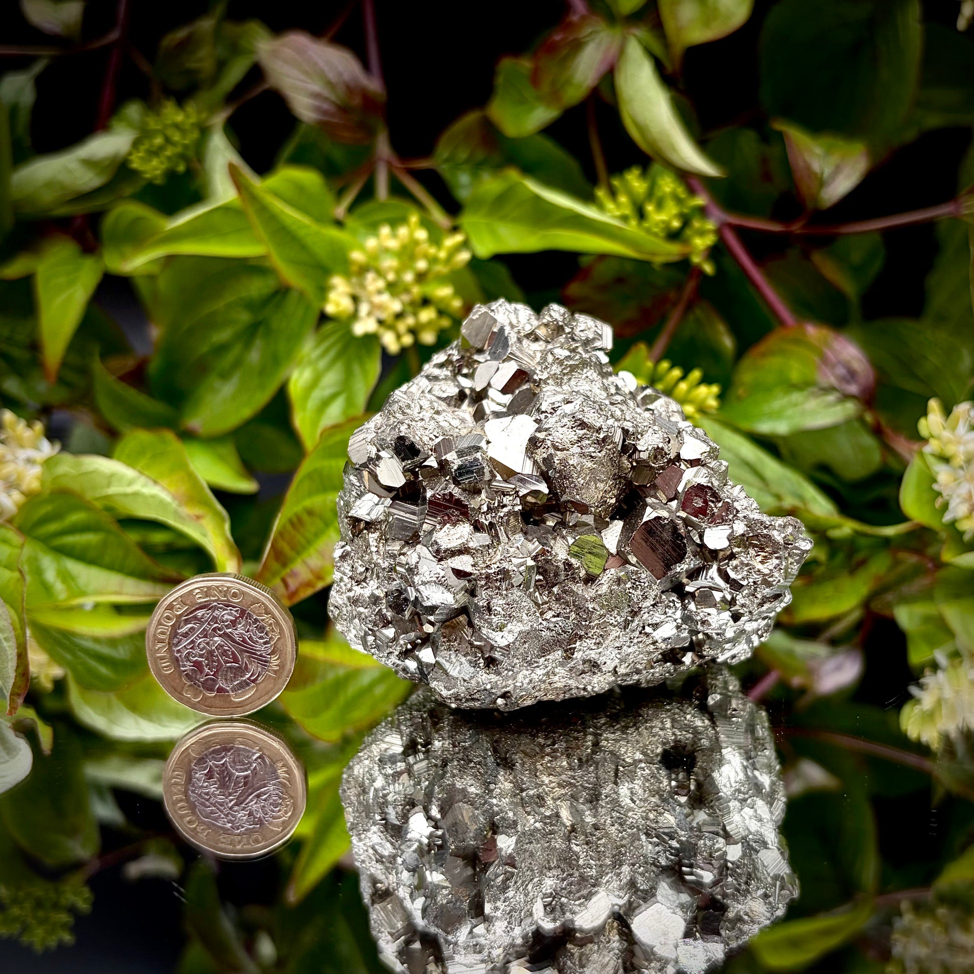 A high-lustre brass-gold Pyrite cluster displayed on a mirrored surface next to a pound coin.