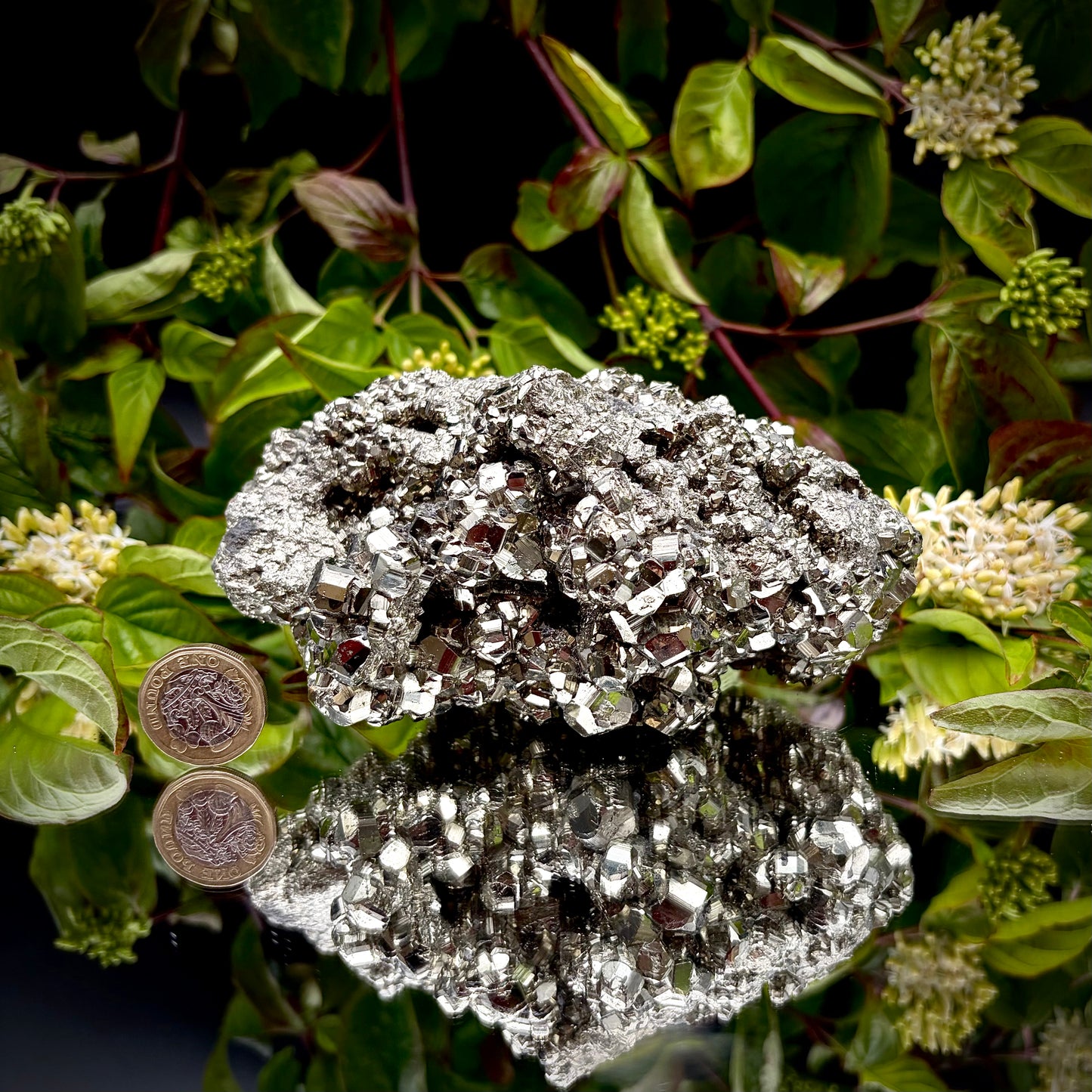 A heavy, high-lustre brass-gold Pyrite cluster displayed on a mirrored surface next to a pound coin.