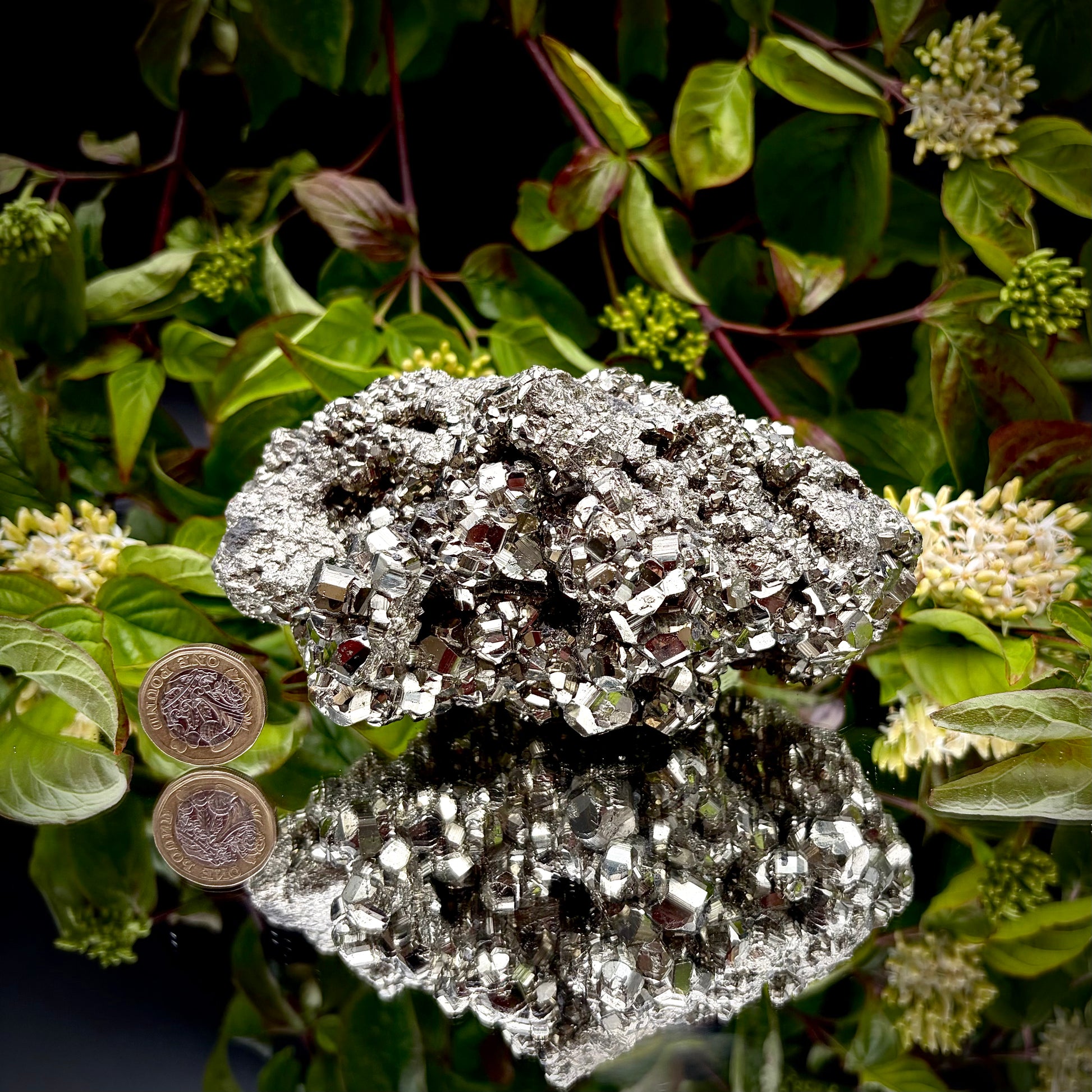 A heavy, high-lustre brass-gold Pyrite cluster displayed on a mirrored surface next to a pound coin.