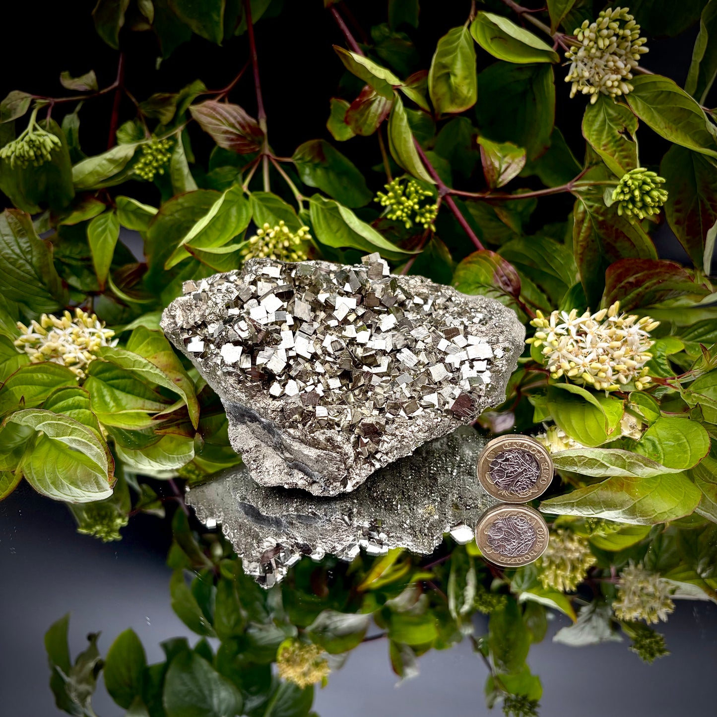 A heavy, high-lustre brass-gold Pyrite cluster displayed on a mirrored surface next to a pound coin.
