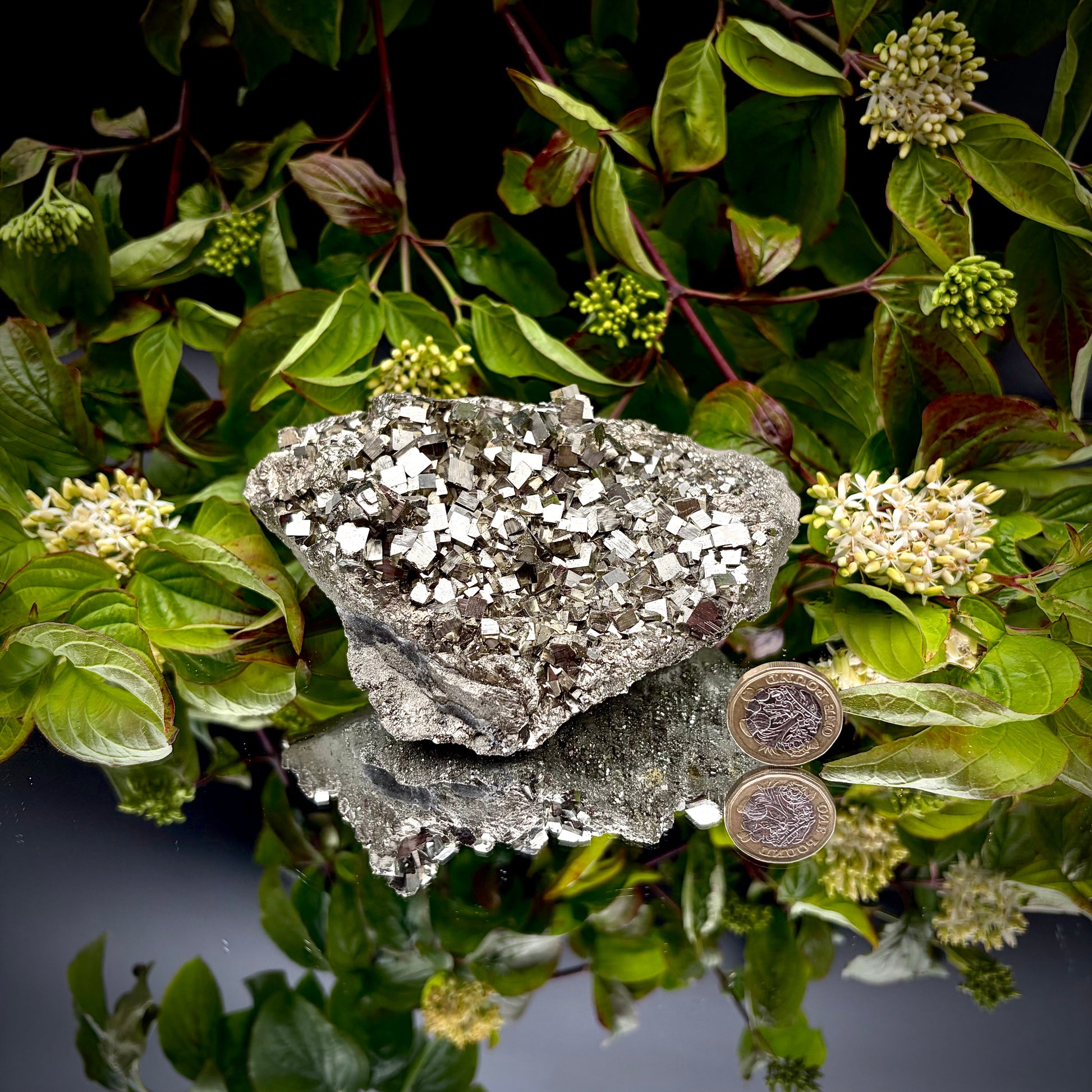 A heavy, high-lustre brass-gold Pyrite cluster displayed on a mirrored surface next to a pound coin.