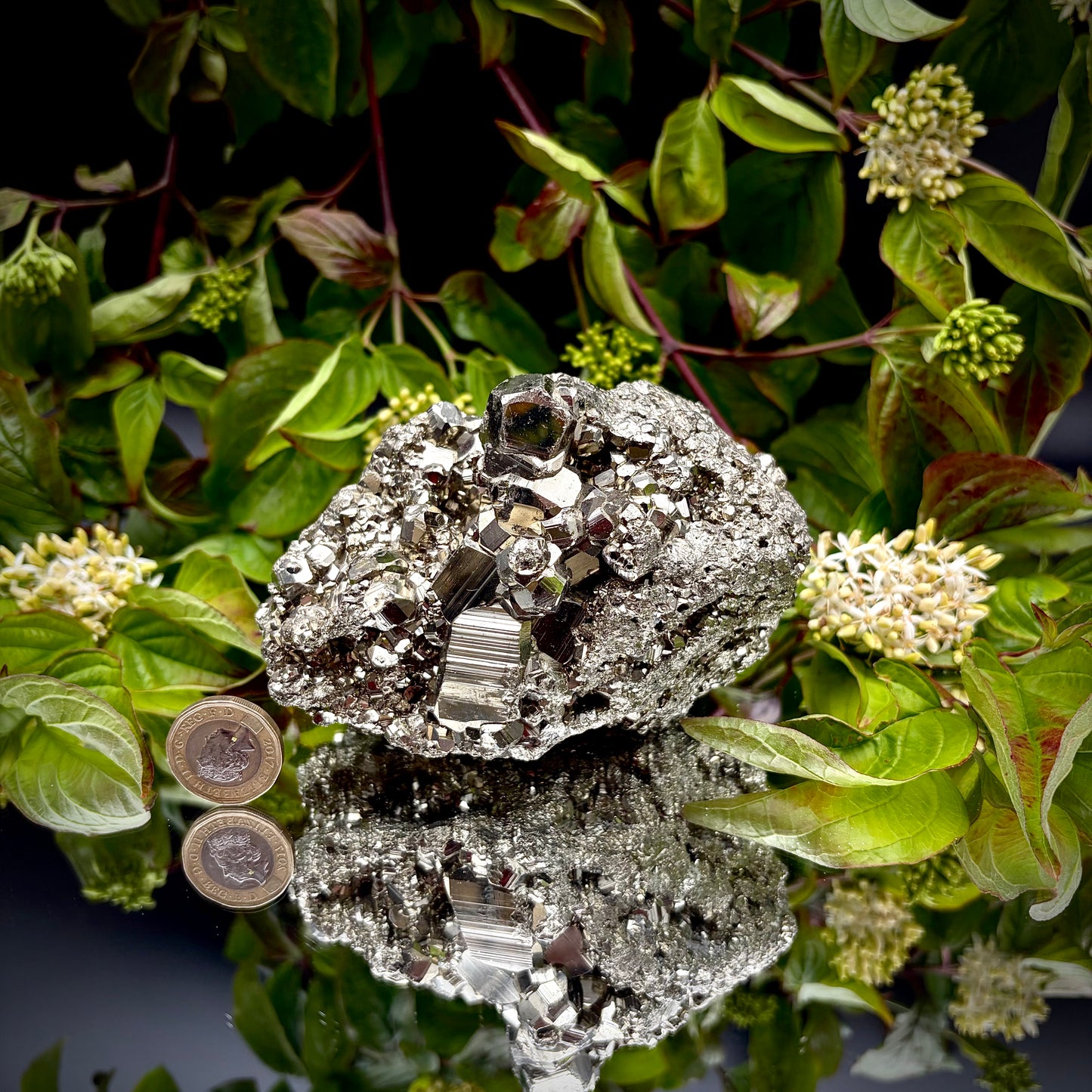 A heavy, high-lustre brass-gold Pyrite cluster displayed on a mirrored surface next to a pound coin.