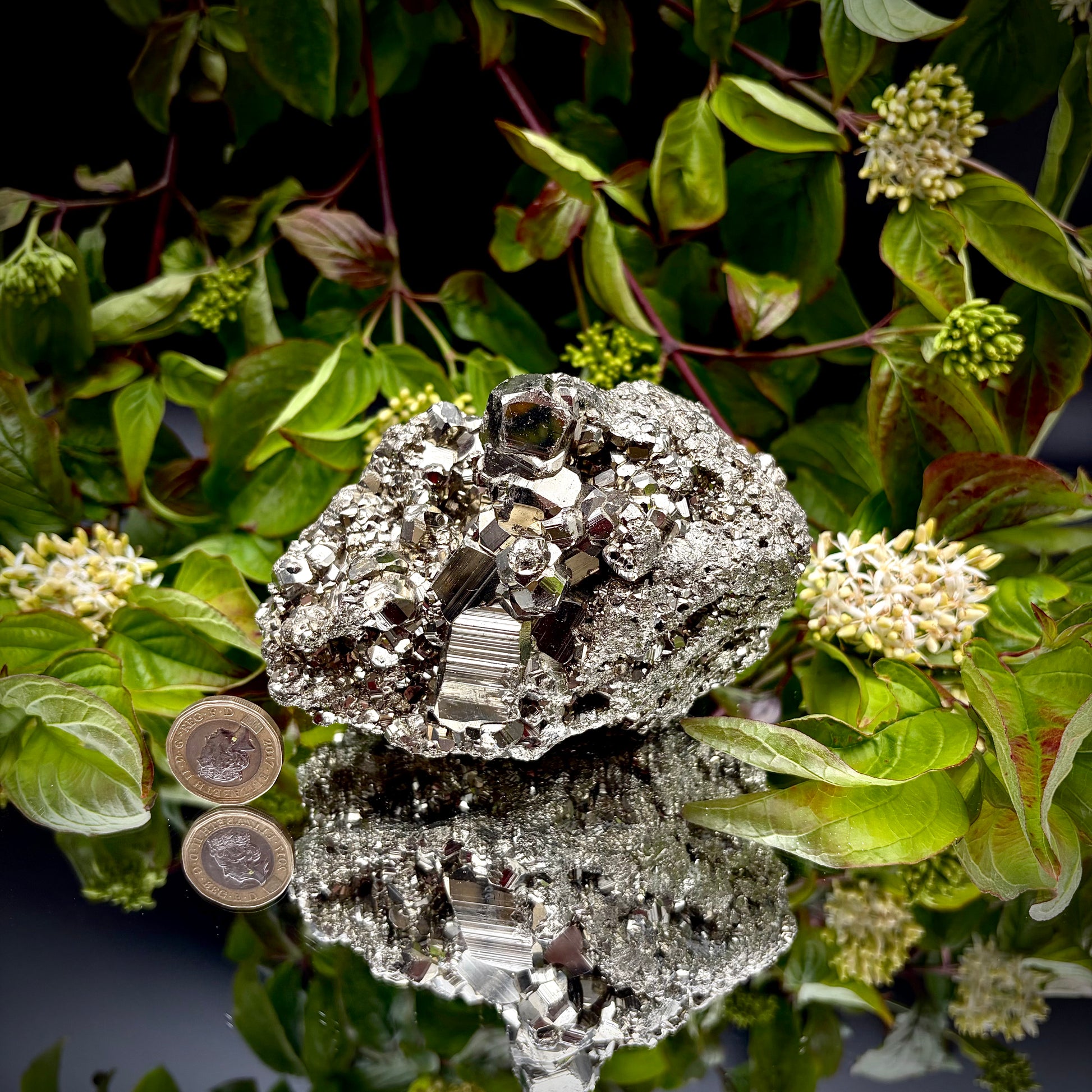 A heavy, high-lustre brass-gold Pyrite cluster displayed on a mirrored surface next to a pound coin.