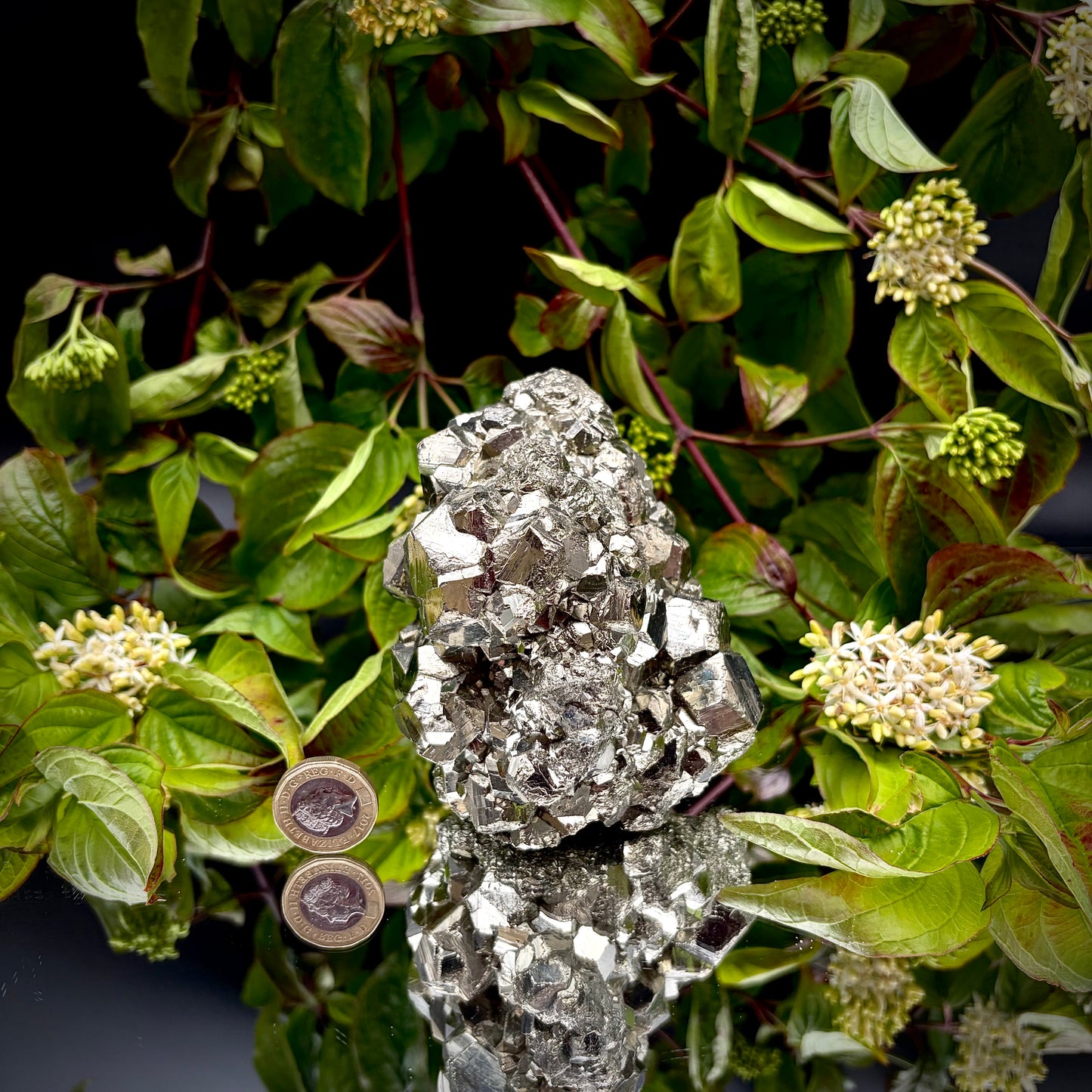 A heavy, high-lustre brass-gold Pyrite cluster displayed on a mirrored surface next to a pound coin.