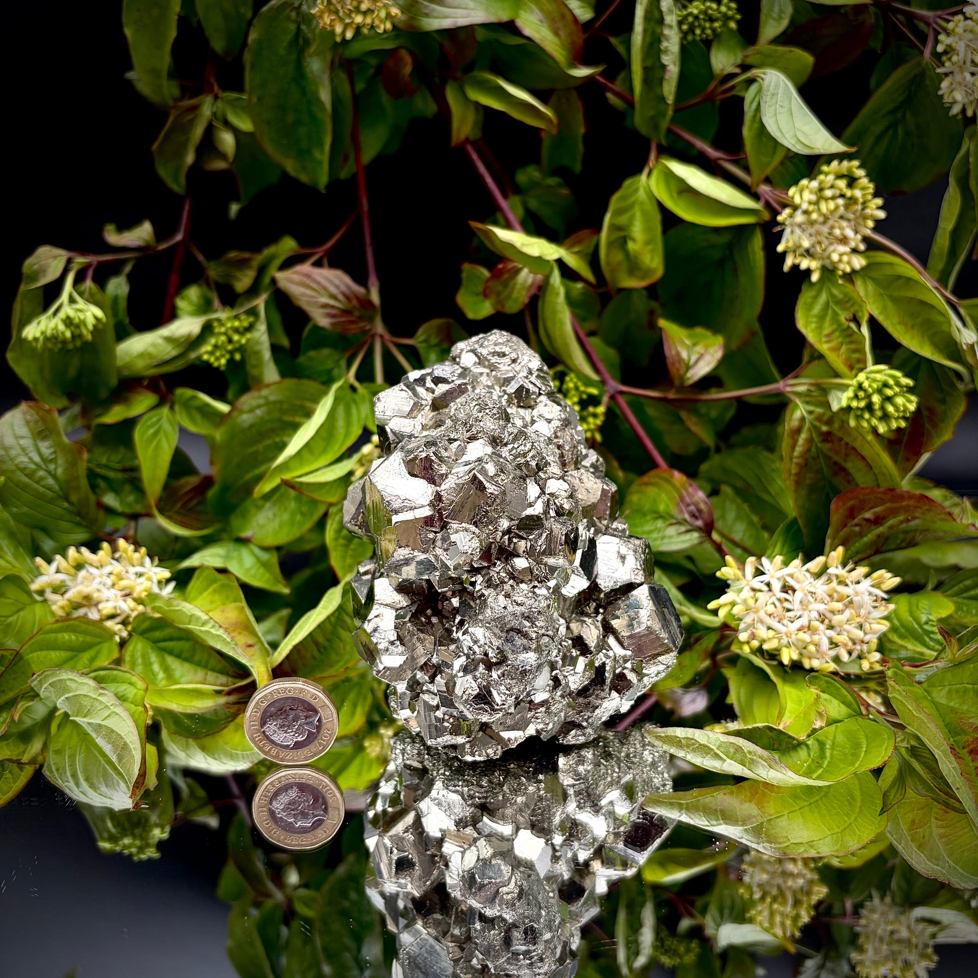 A heavy, high-lustre brass-gold Pyrite cluster displayed on a mirrored surface next to a pound coin.
