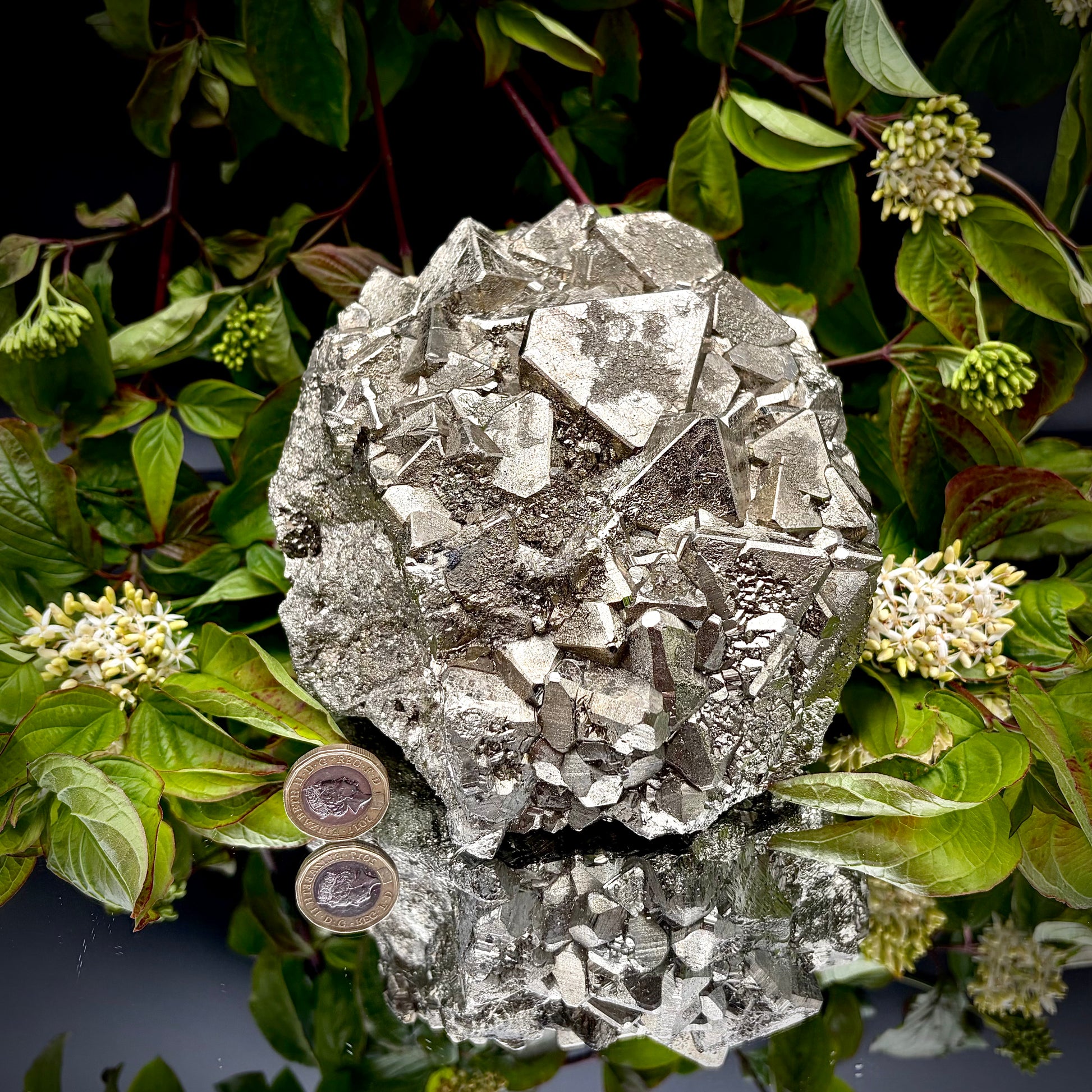 A heavy, high-lustre brass-gold Pyrite cluster displayed on a mirrored surface next to a pound coin.