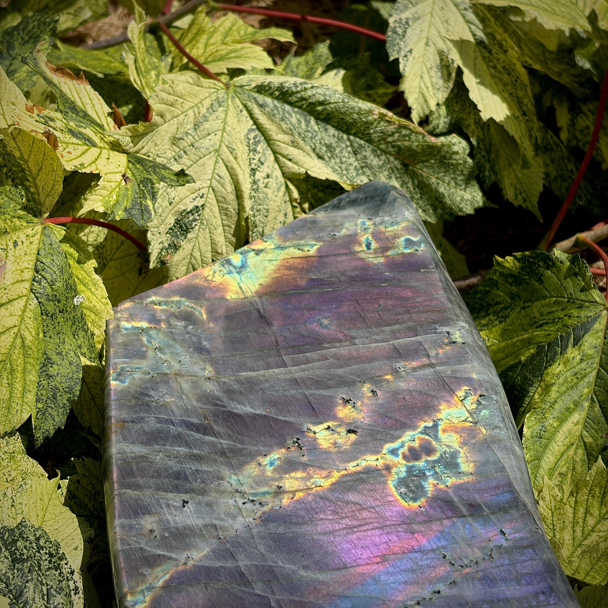 High-quality Labradorite crystal displaying vivid purple, blue, gold and orange iridescence.