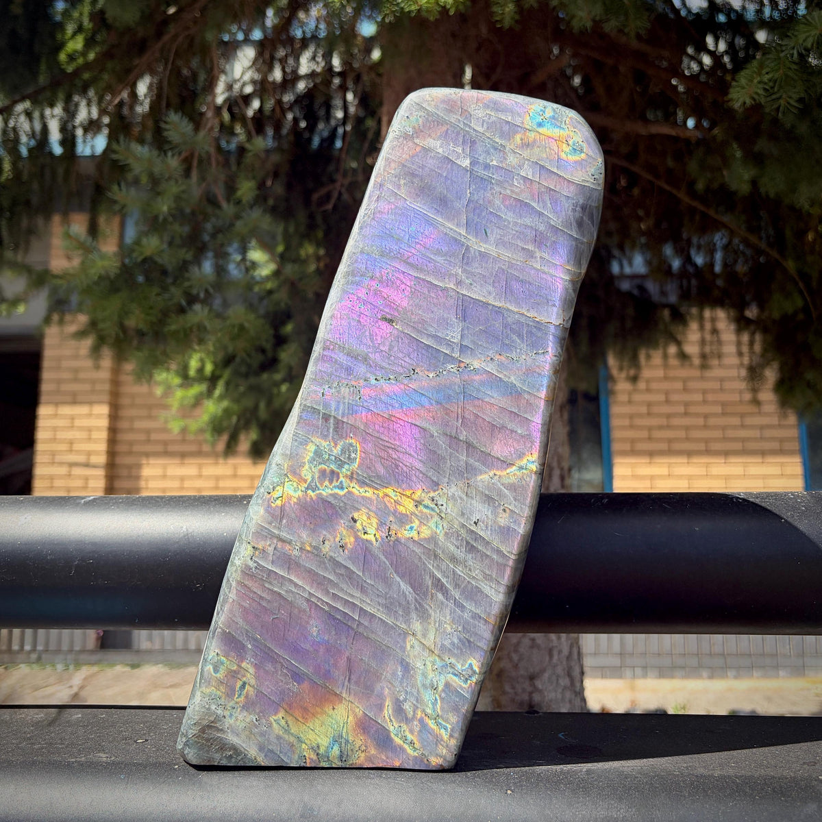 Front view of a high-grade polished Labradorite freeform displaying spectacular rainbow flash.