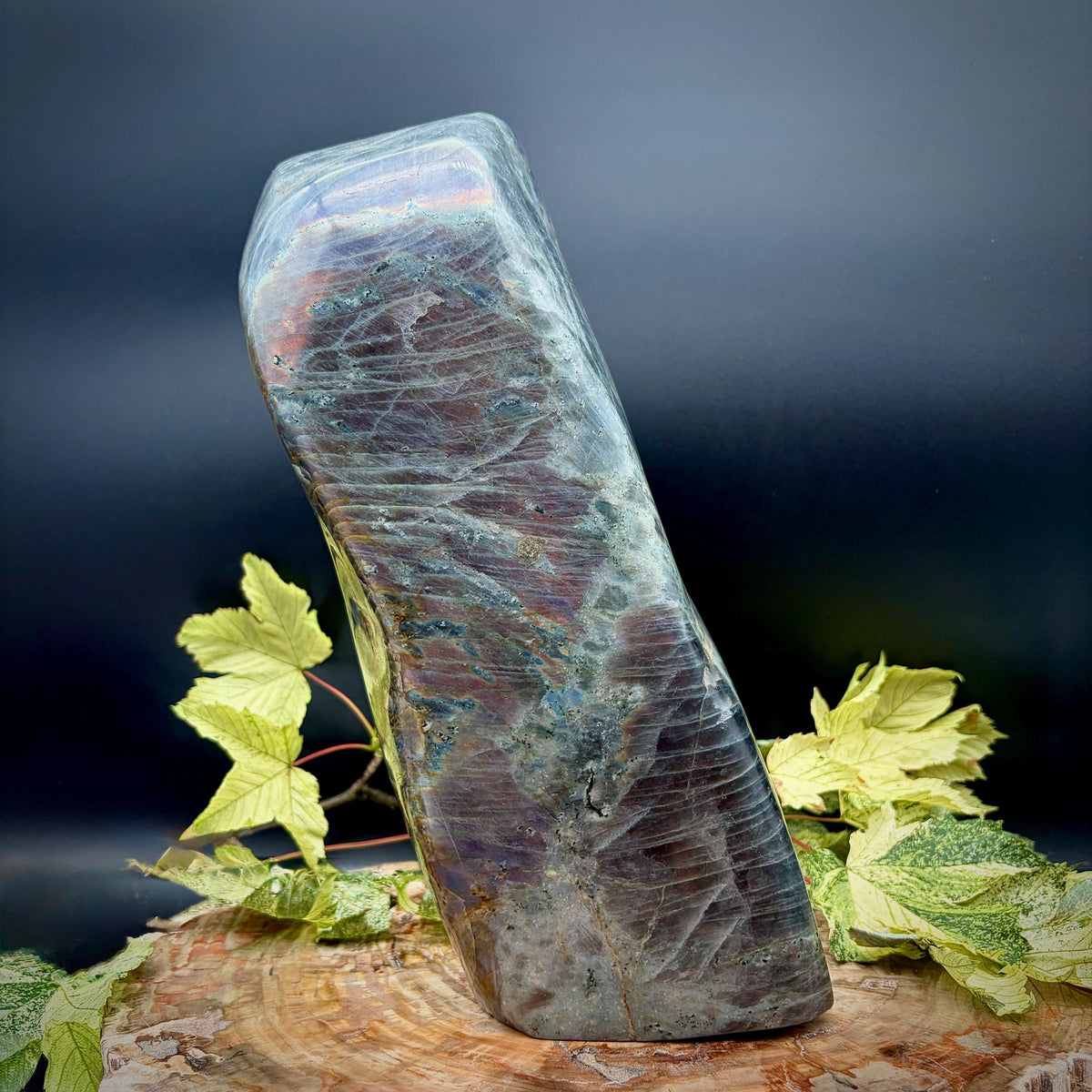 Side profile of a polished Madagascan Labradorite freeform with natural rainbow labradorescence.