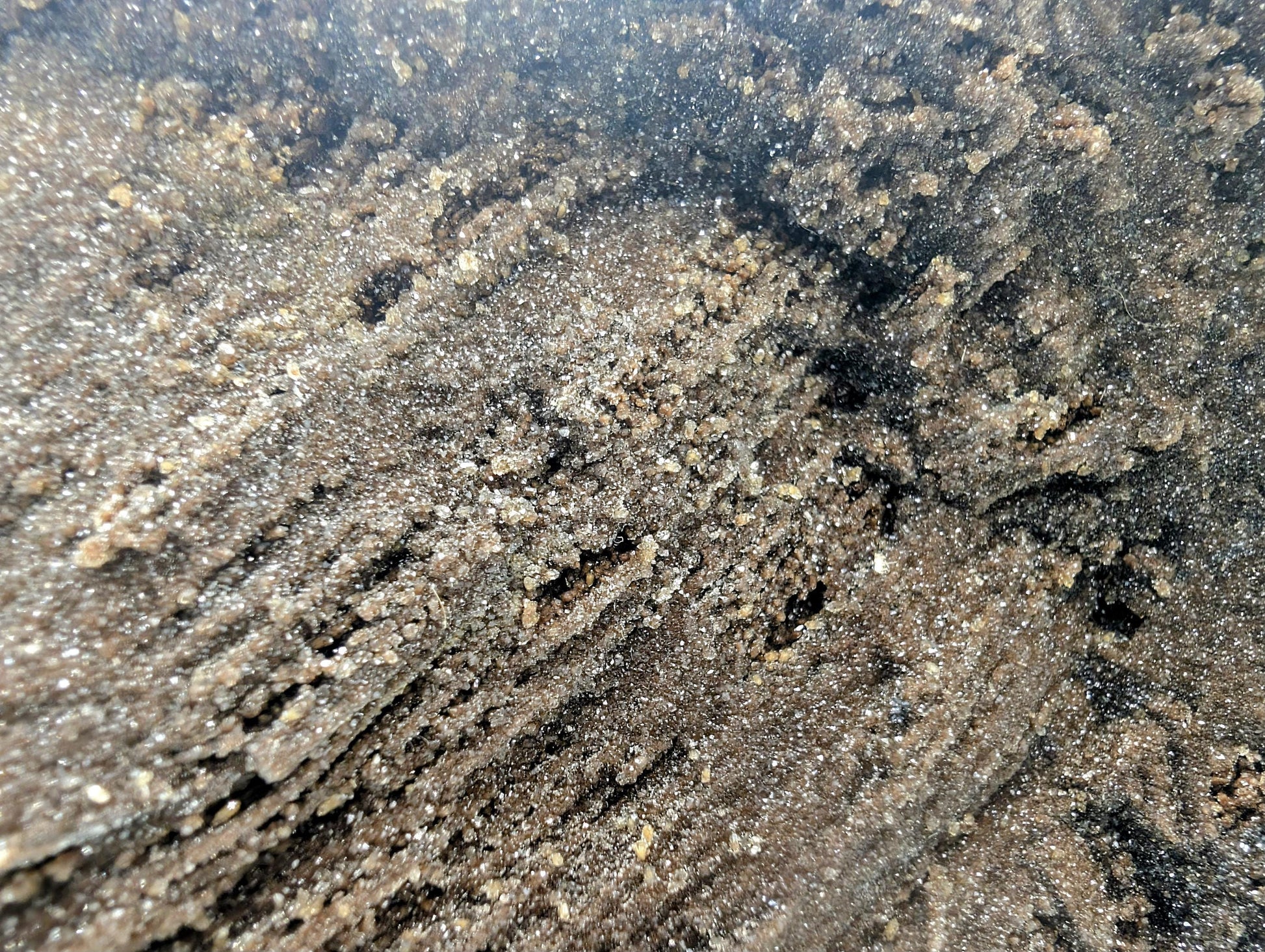 Rare quartz druzy petrified wood for collectors